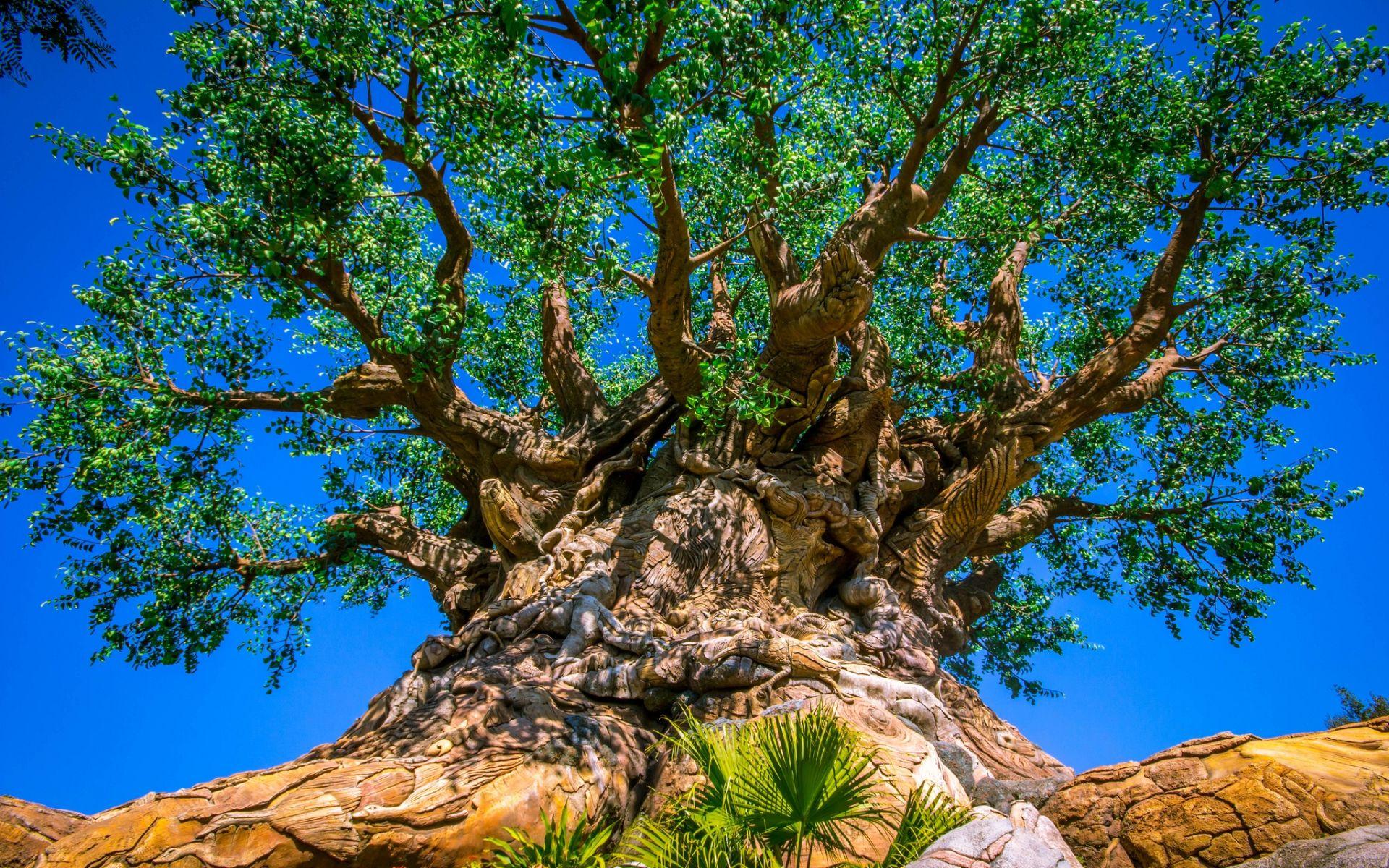 Animal Kingdom Wallpapers Top Free Animal Kingdom Backgrounds