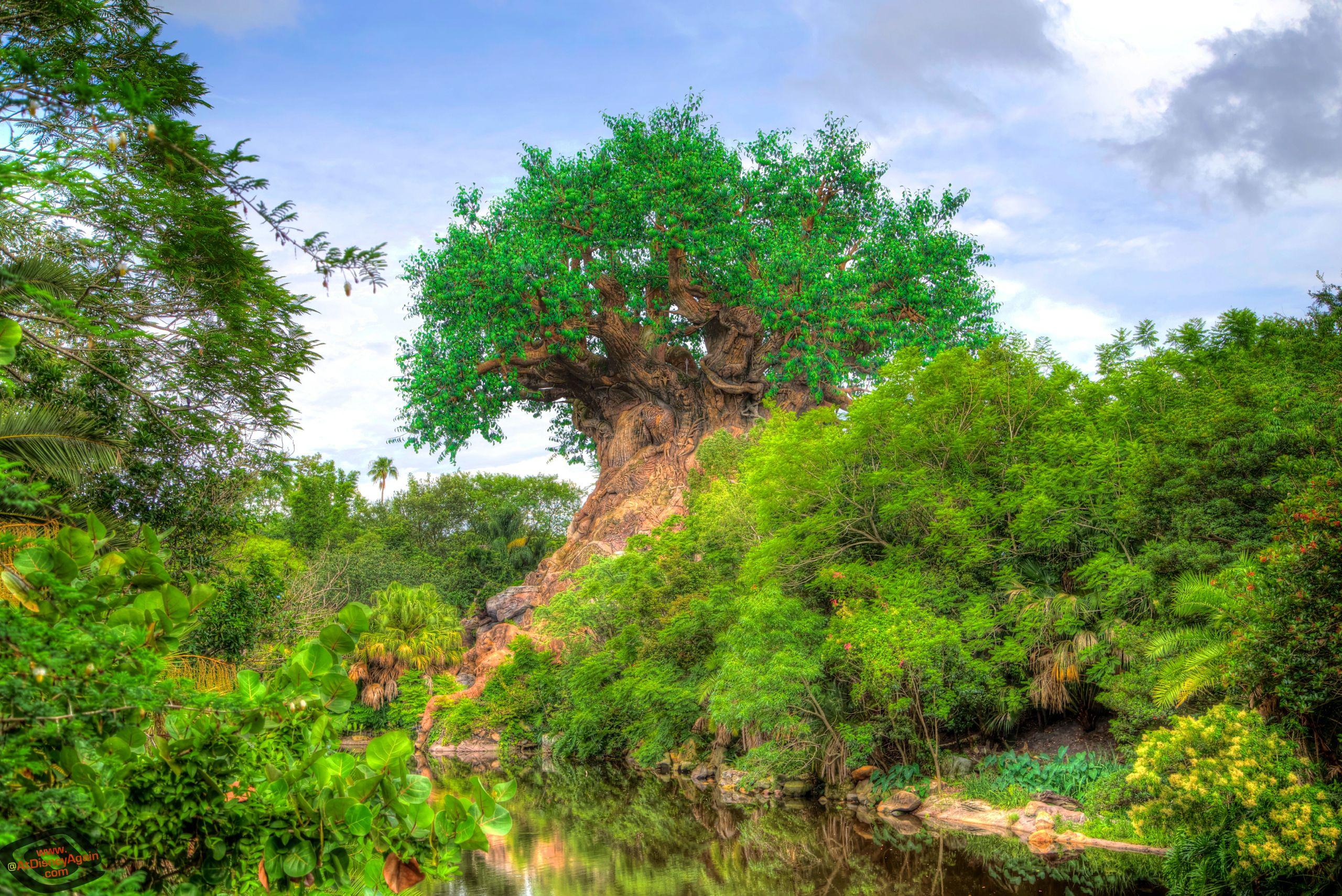 Animal Kingdom Wallpapers Top Free Animal Kingdom Backgrounds WallpaperAccess