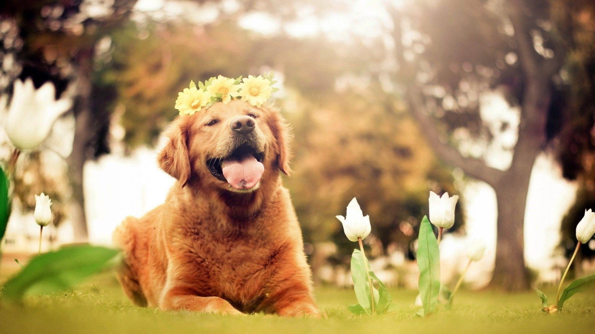 1920X1080 HD Dog Wallpapers Top Free 1920X1080 HD Dog Backgrounds