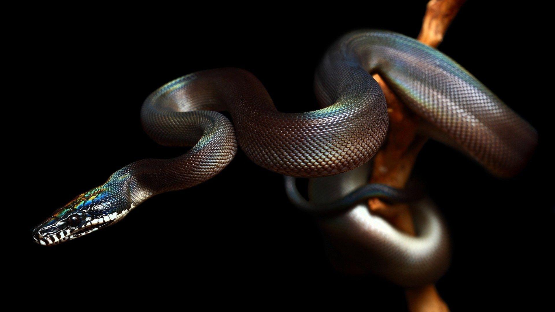1920X1080 HD Snake Wallpapers Top Free 1920X1080 HD Snake Backgrounds
