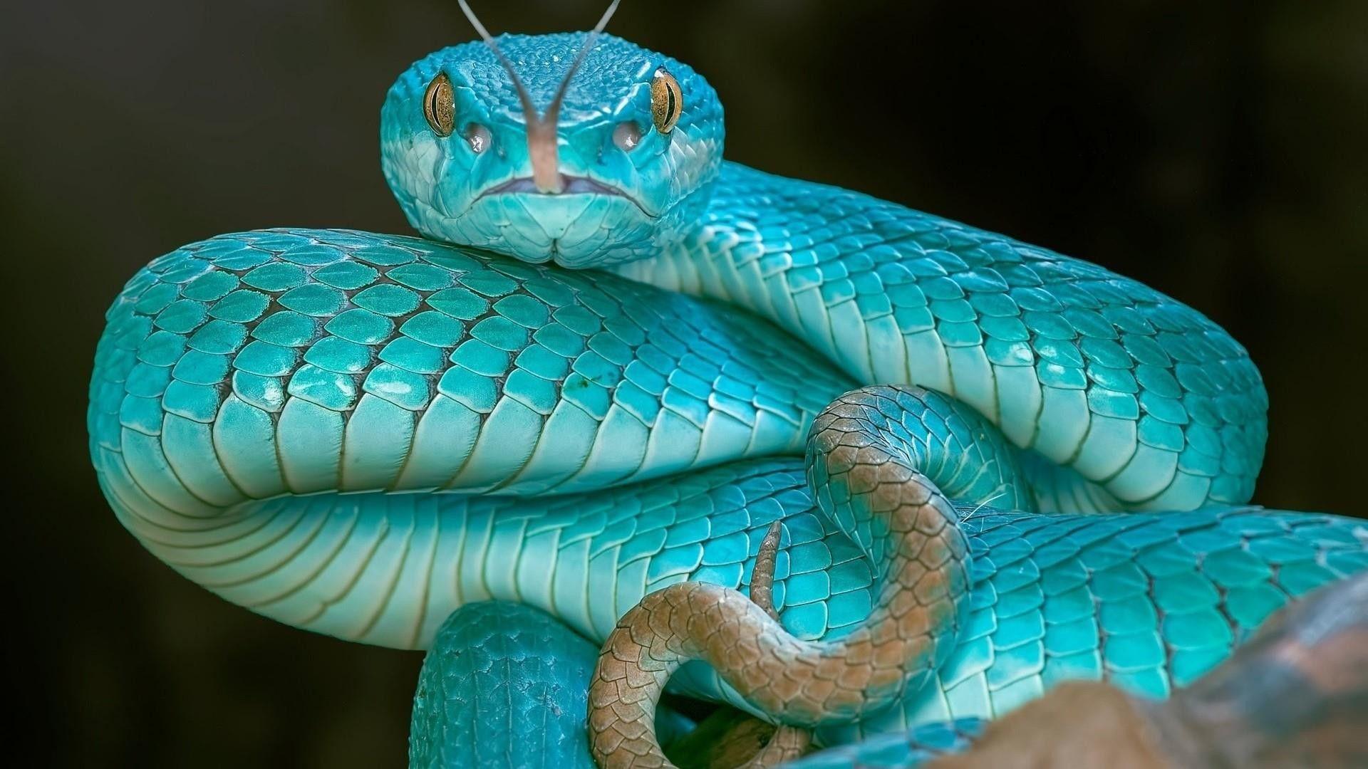 1920X1080 HD Snake Wallpapers Top Free 1920X1080 HD Snake Backgrounds