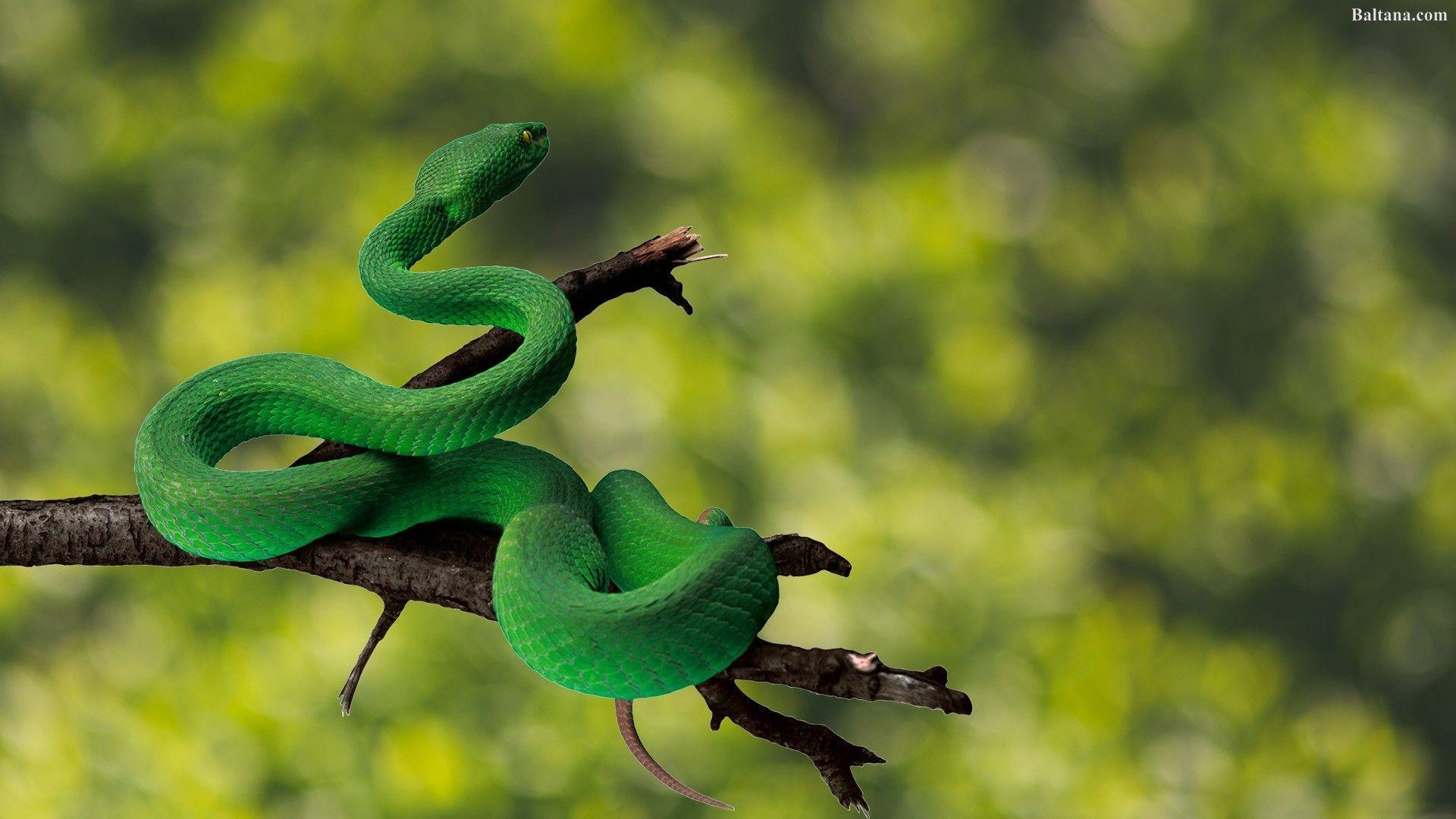 1920X1080 HD Snake Wallpapers Top Free 1920X1080 HD Snake Backgrounds