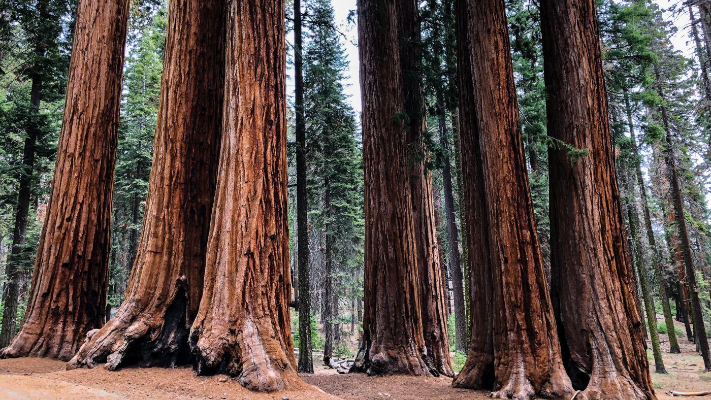 Sequoia Wallpapers Top Free Sequoia Backgrounds WallpaperAccess