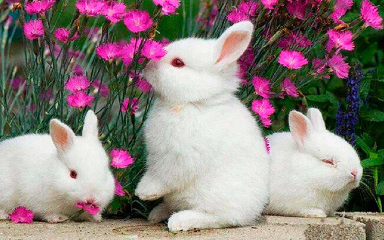 Funny Bunny Wallpapers Top Free Funny Bunny Backgrounds WallpaperAccess