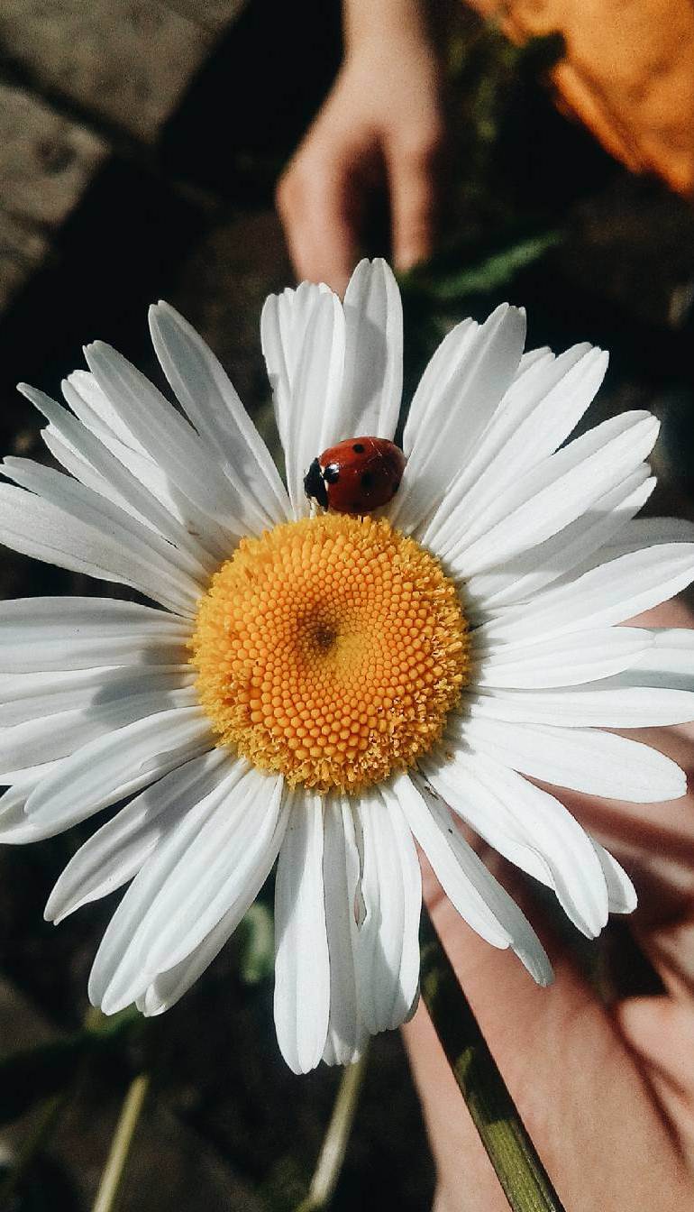 Gambar Aesthetic Bunga Matahari