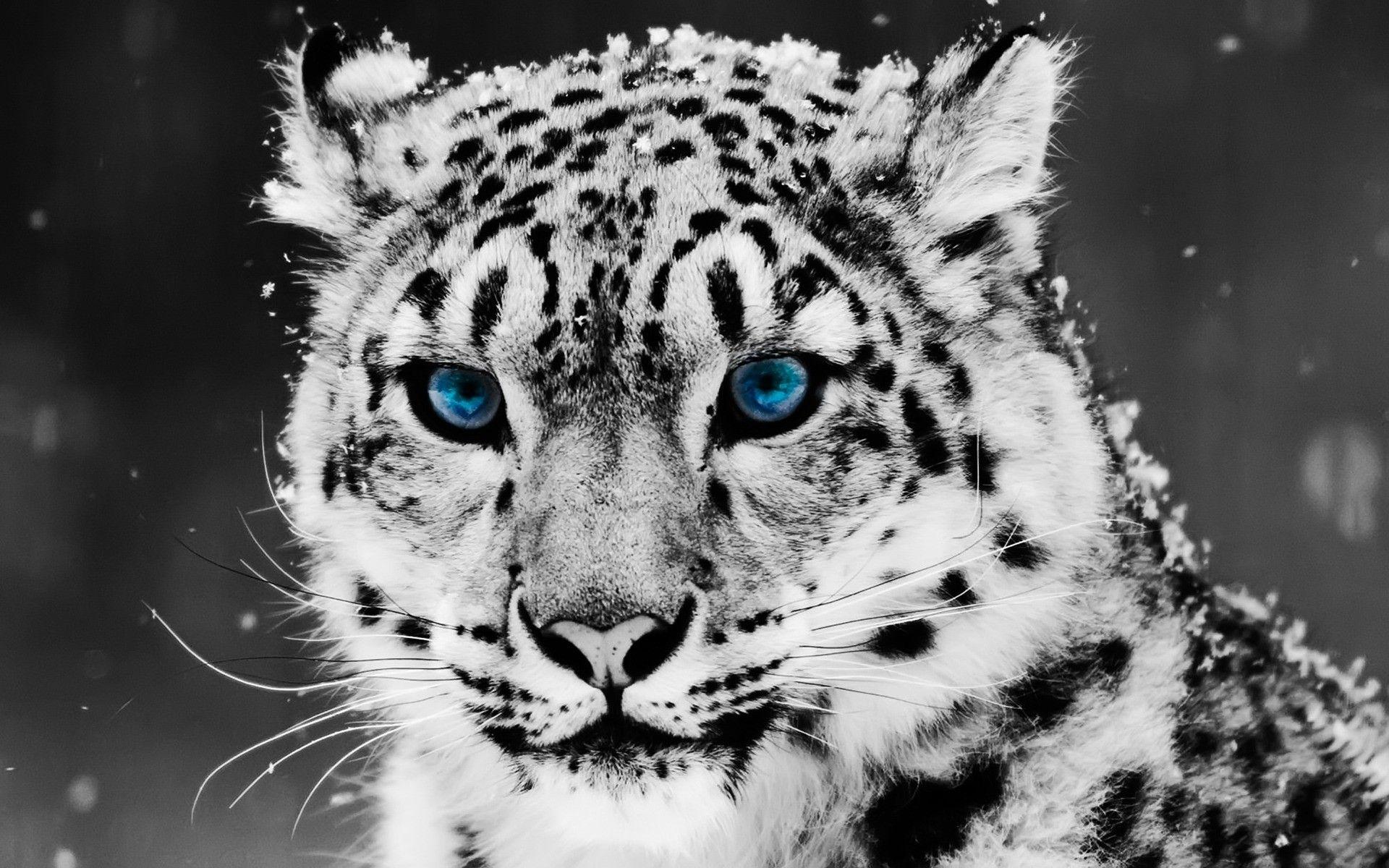 Black And White Animal Wallpapers Top Free Black And White Animal
