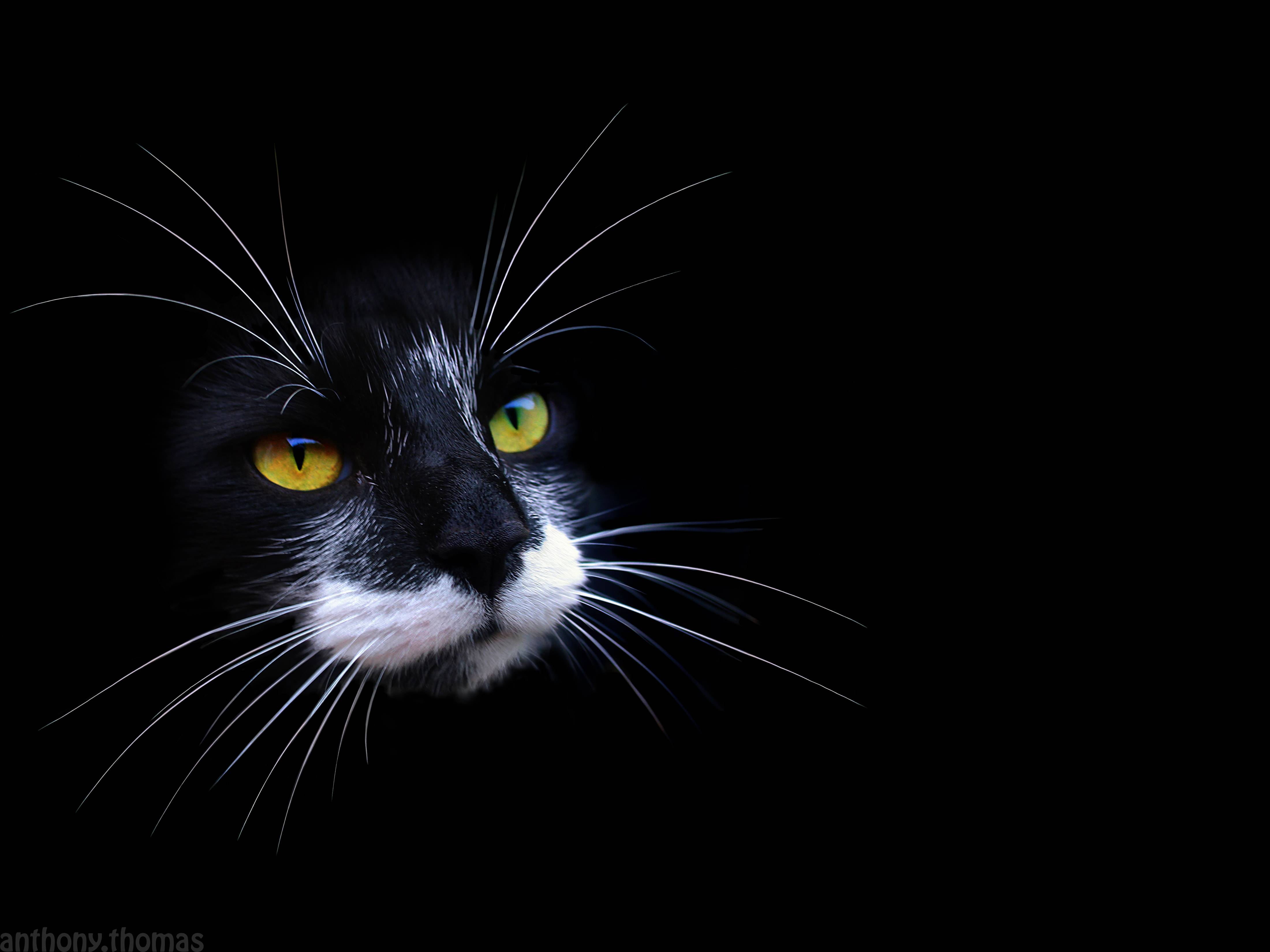 Black And White Animal Wallpapers Top Free Black And White Animal