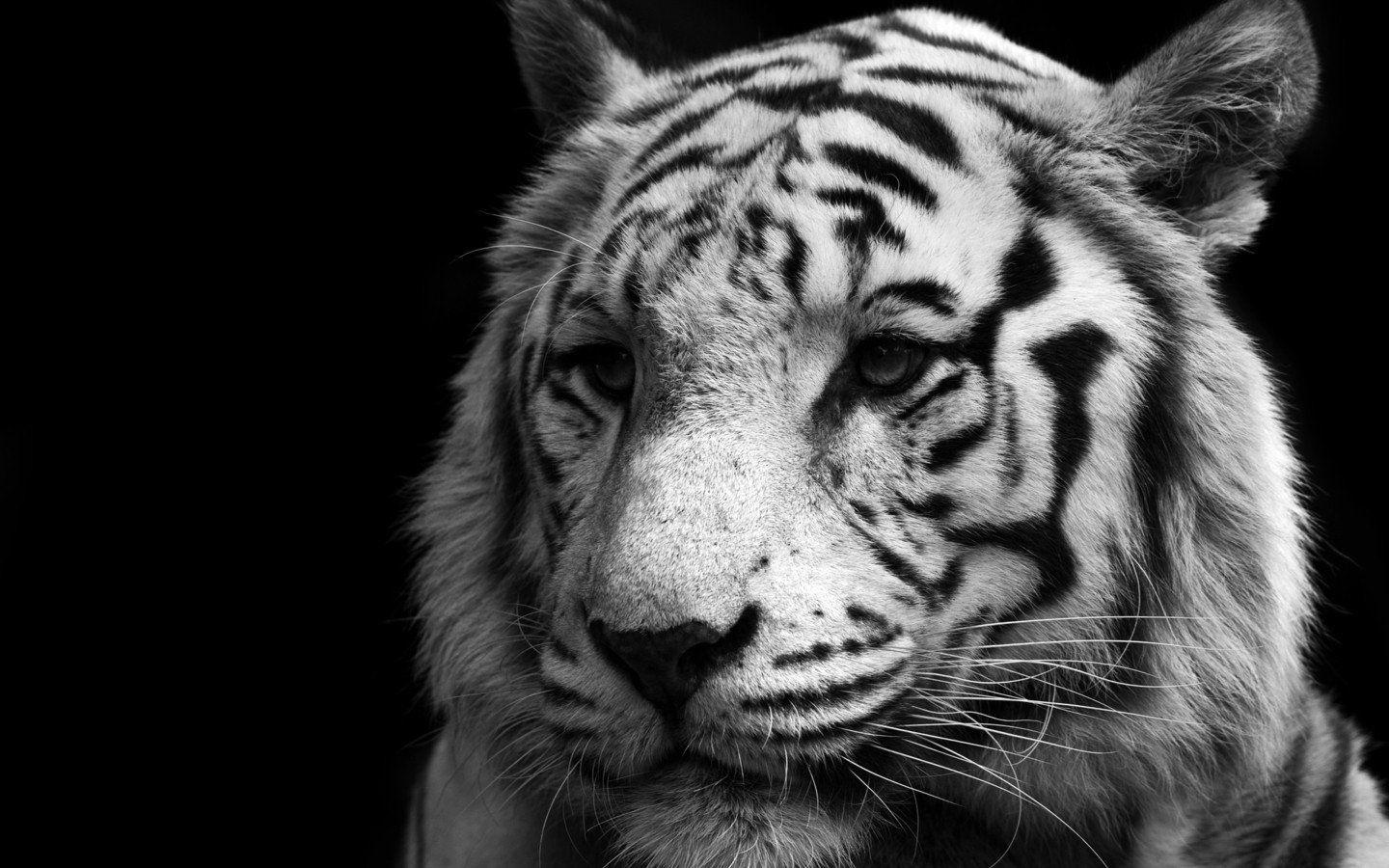 Black And White Animal Wallpapers Top Free Black And White Animal