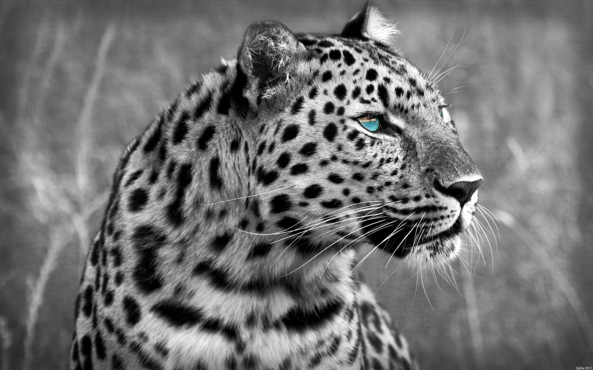 Black And White Animal Wallpapers Top Free Black And White Animal