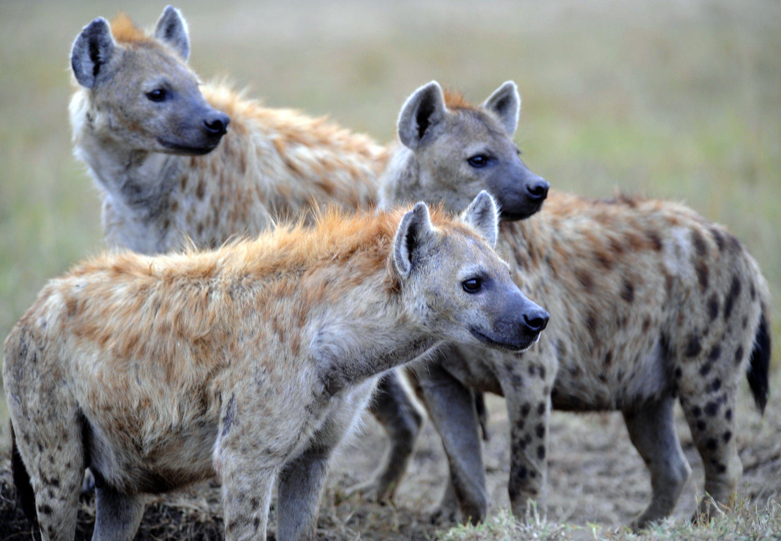 Hyena Animal Wallpaper