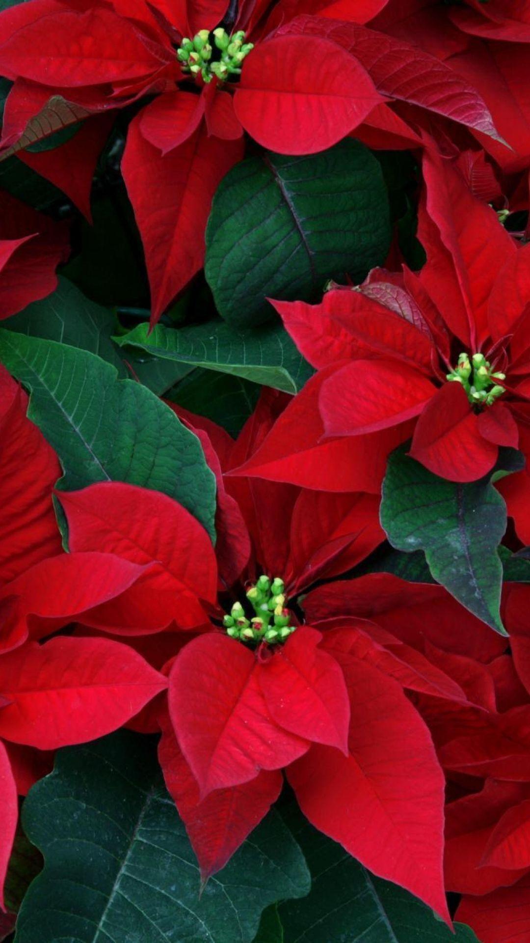 Christmas Flowers Wallpapers Top Free Christmas Flowers Backgrounds
