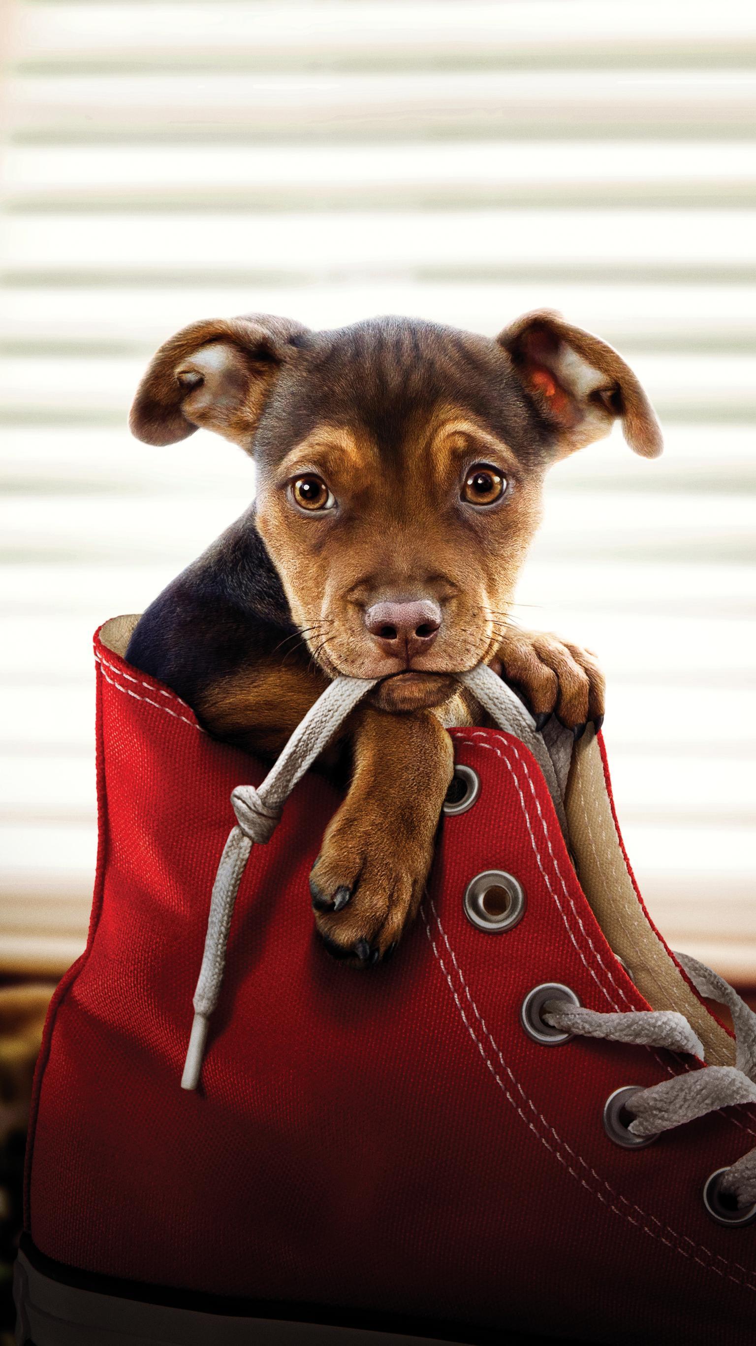 Dog Phone Wallpapers Top Free Dog Phone Backgrounds WallpaperAccess