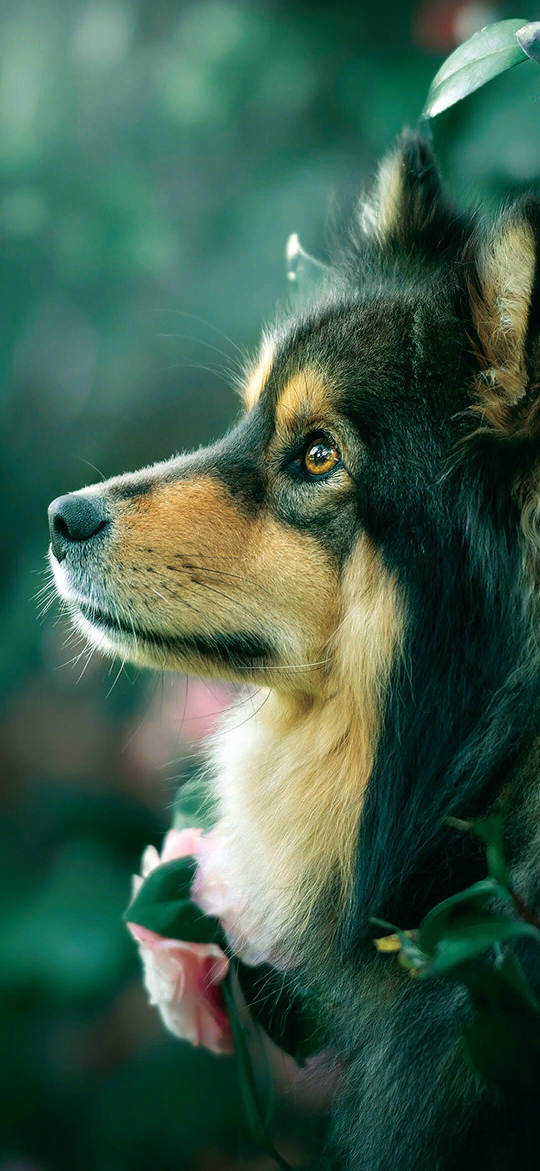 Dog Phone Wallpapers Top Free Dog Phone Backgrounds WallpaperAccess