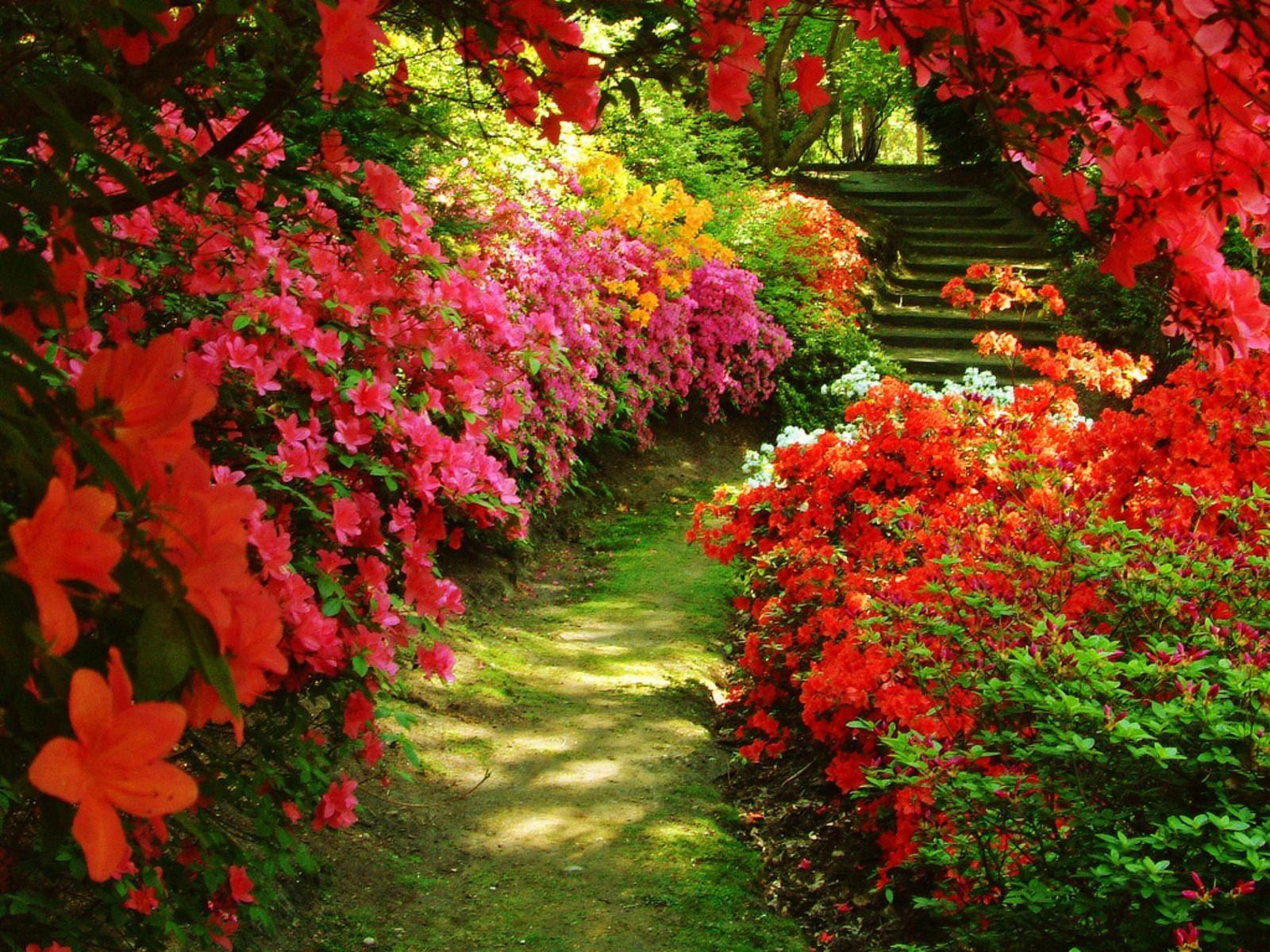 Flower Garden Desktop Wallpapers Top Free Flower Garden Desktop