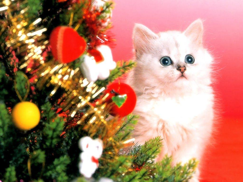 Funny Cat Christmas Wallpapers Top Free Funny Cat Christmas