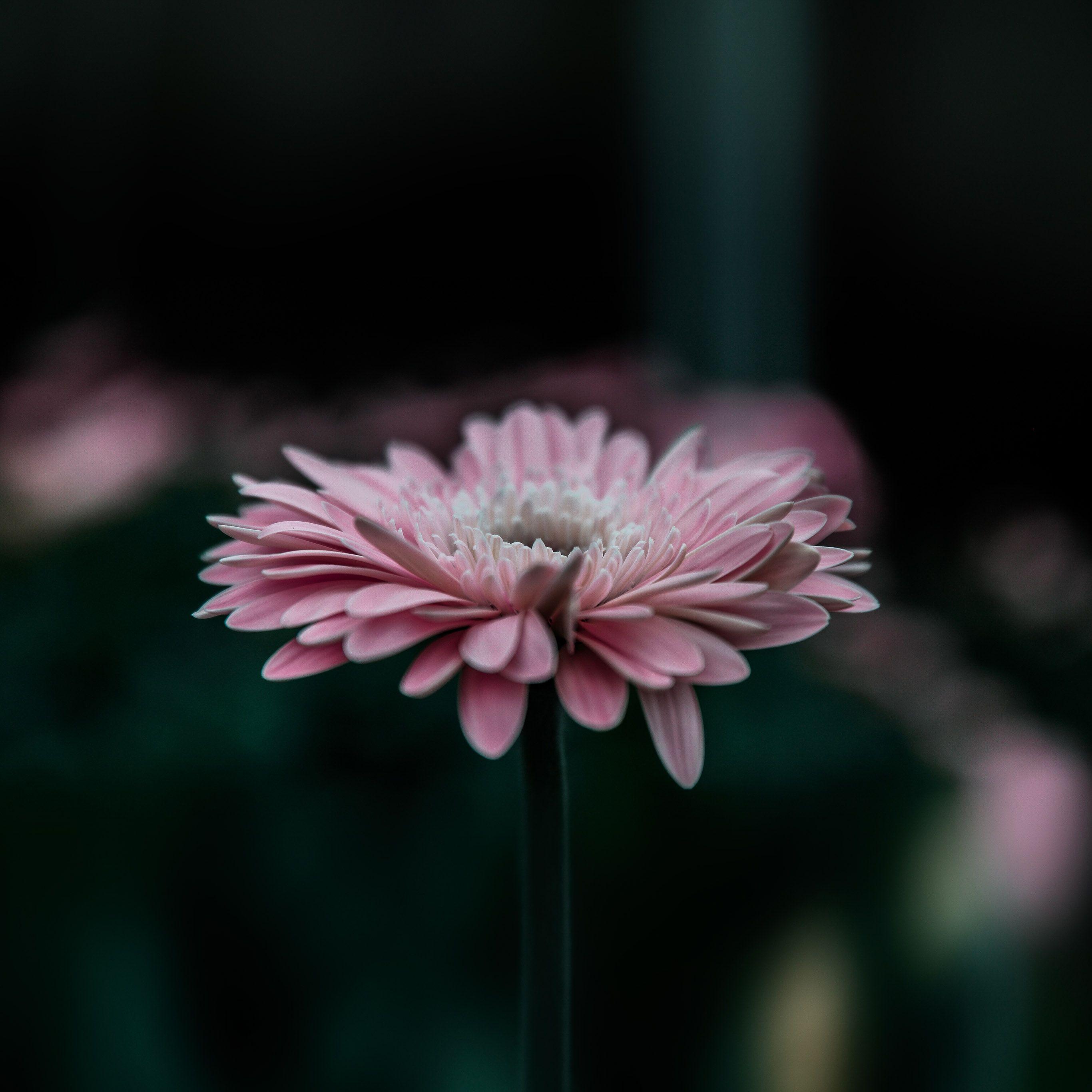 Calming Nature Wallpapers Top Free Calming Nature Backgrounds