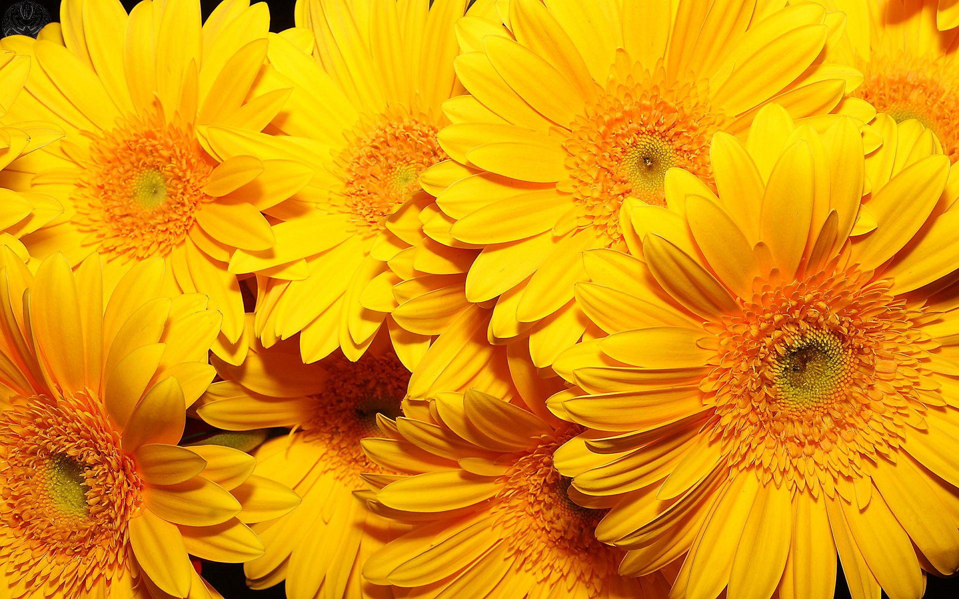 Yellow Flowers HD Wallpapers Top Free Yellow Flowers HD Backgrounds