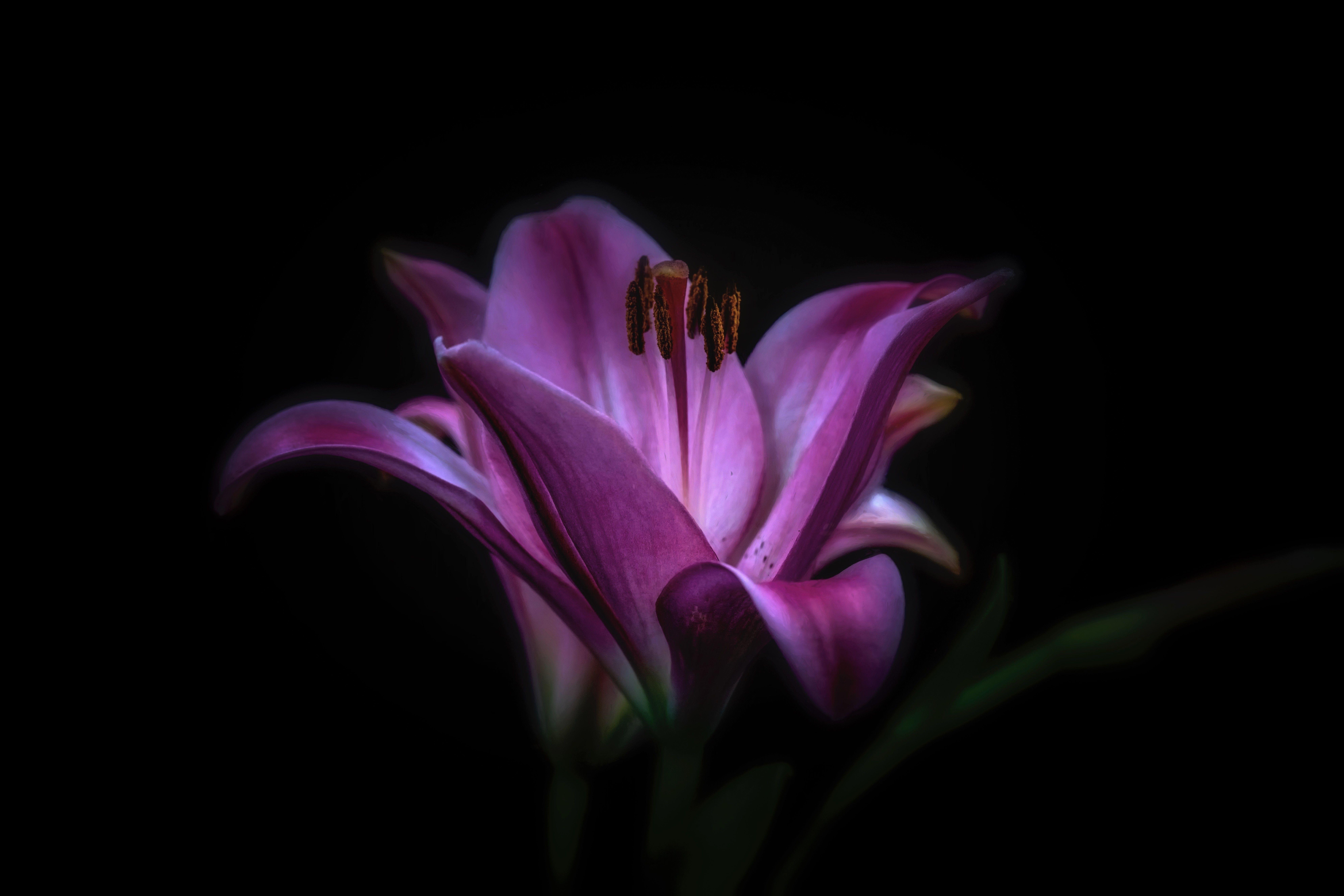 Purple Lily Wallpapers Top Free Purple Lily Backgrounds WallpaperAccess