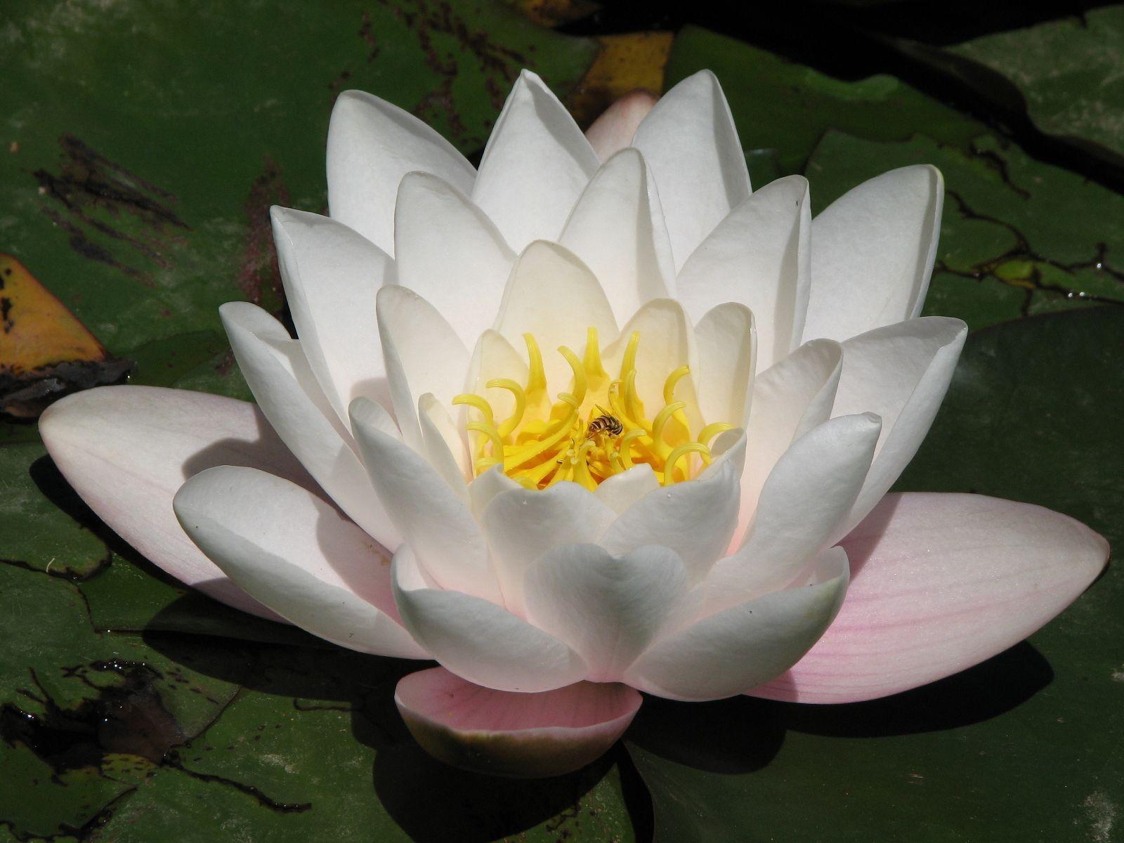 Zen Lotus Wallpapers Top Free Zen Lotus Backgrounds WallpaperAccess