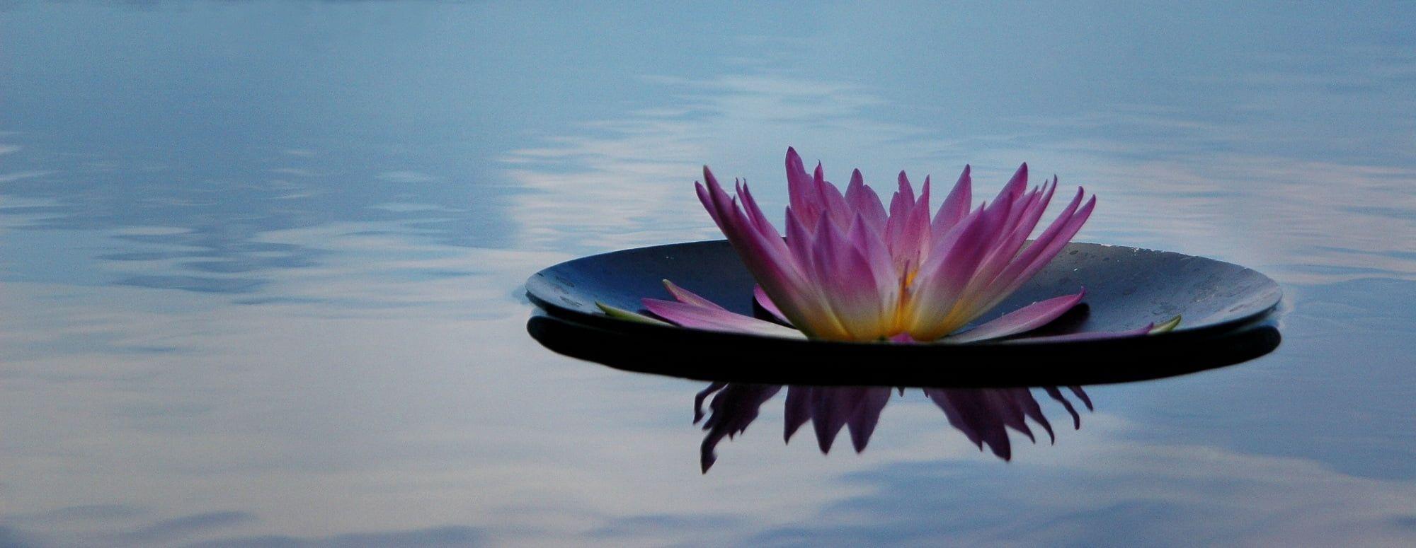 Zen Lotus Wallpapers Top Free Zen Lotus Backgrounds WallpaperAccess