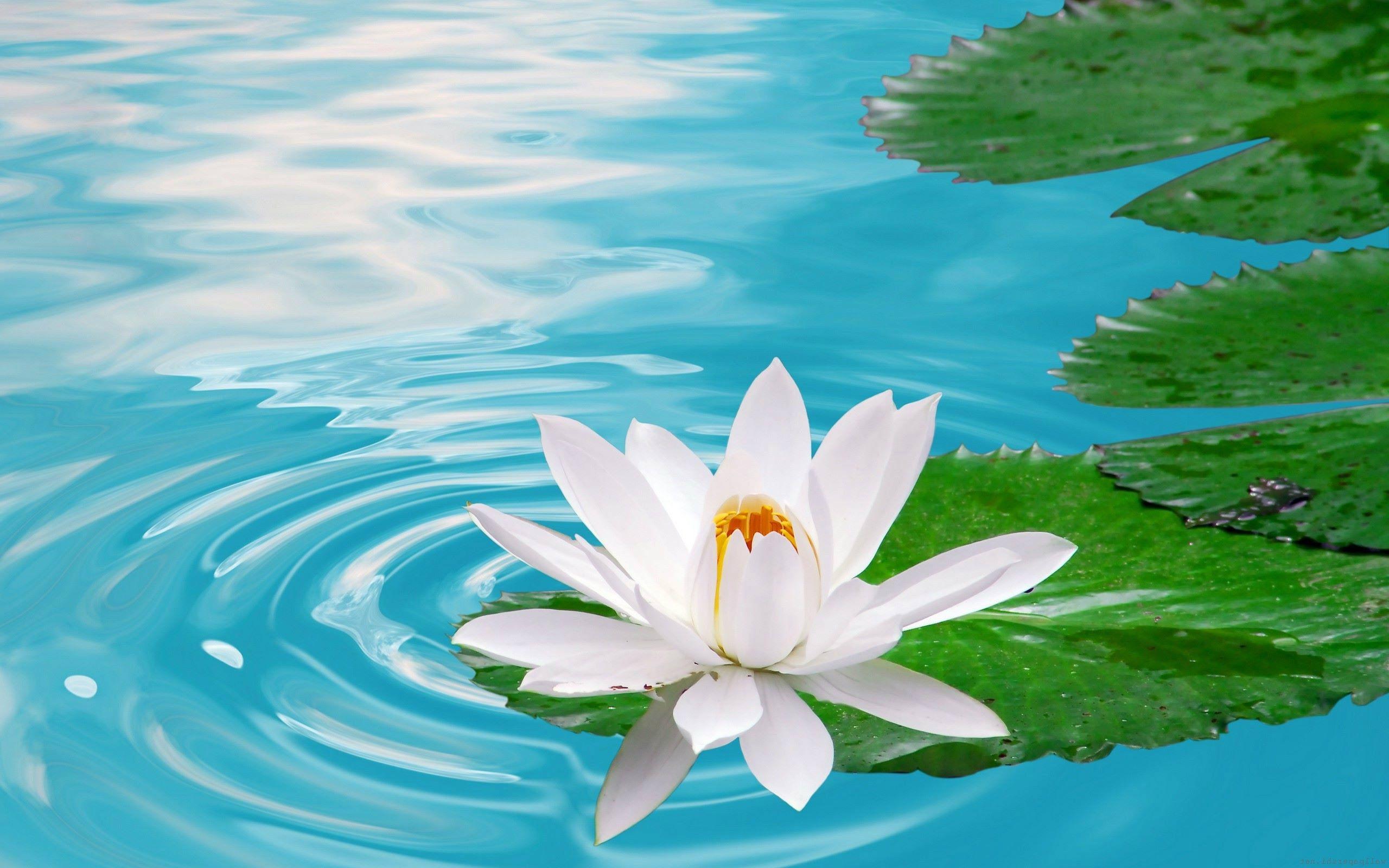 Zen Lotus Wallpapers Top Free Zen Lotus Backgrounds WallpaperAccess
