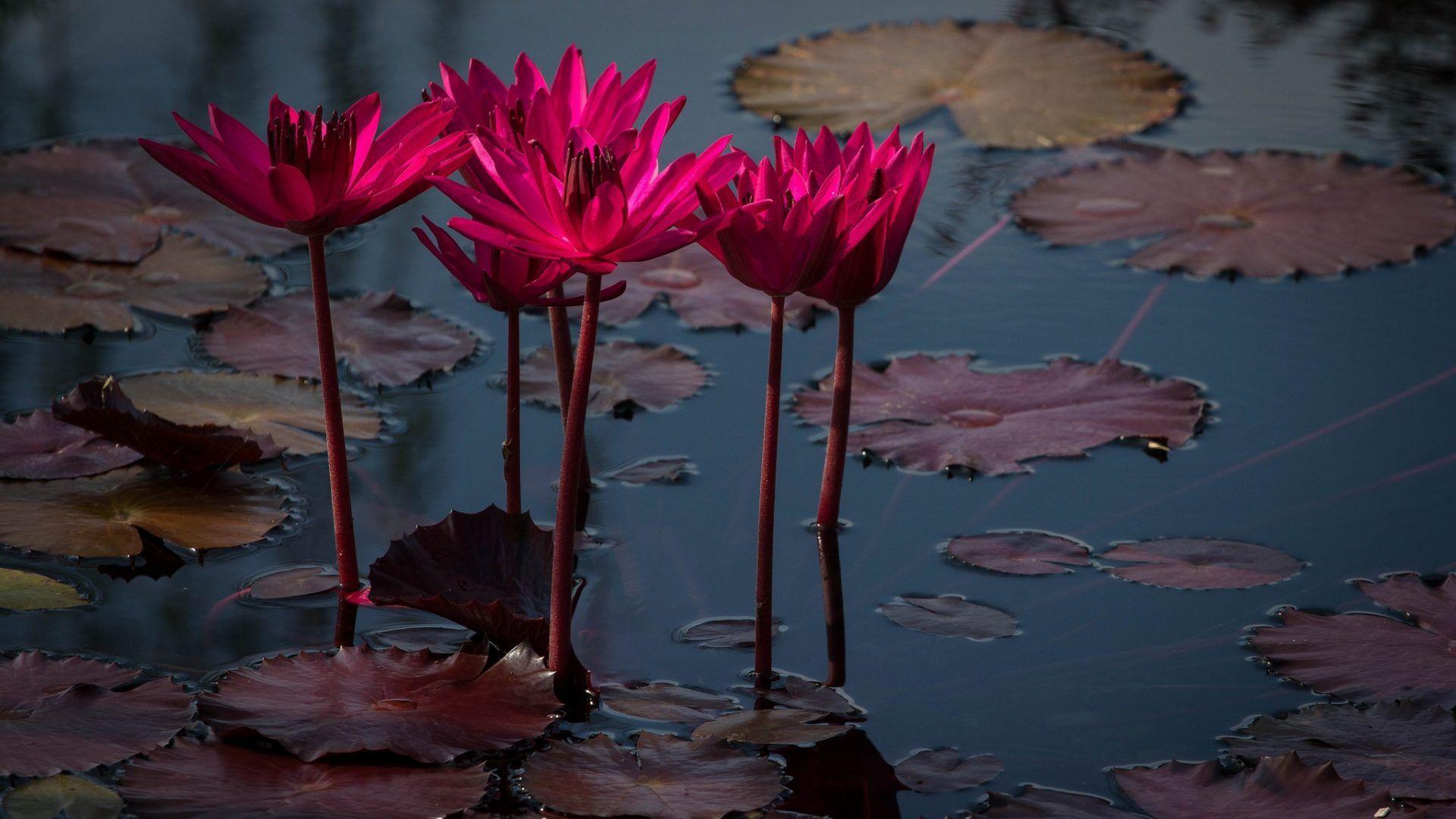 Zen Lotus Wallpapers Top Free Zen Lotus Backgrounds WallpaperAccess