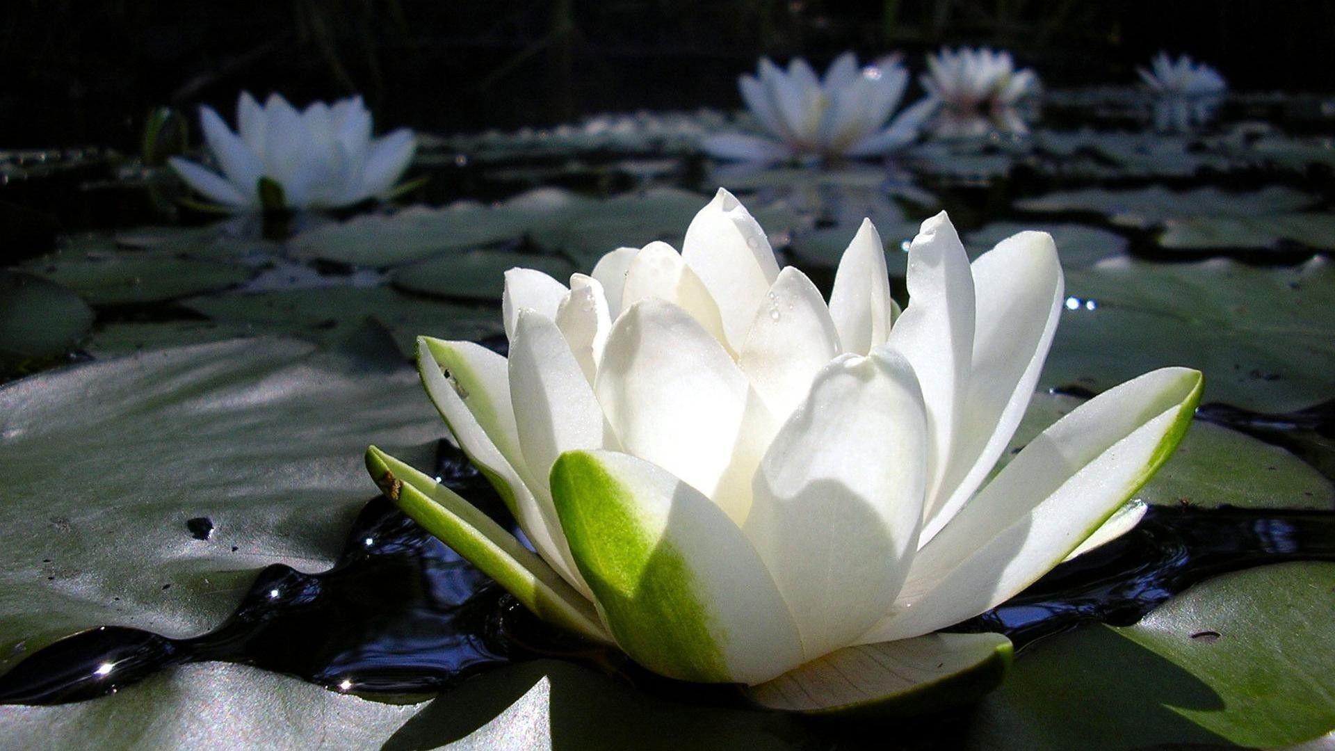 Zen Lotus Wallpapers Top Free Zen Lotus Backgrounds WallpaperAccess