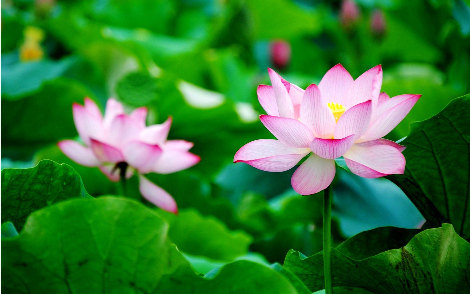Zen Lotus Wallpapers Top Free Zen Lotus Backgrounds WallpaperAccess