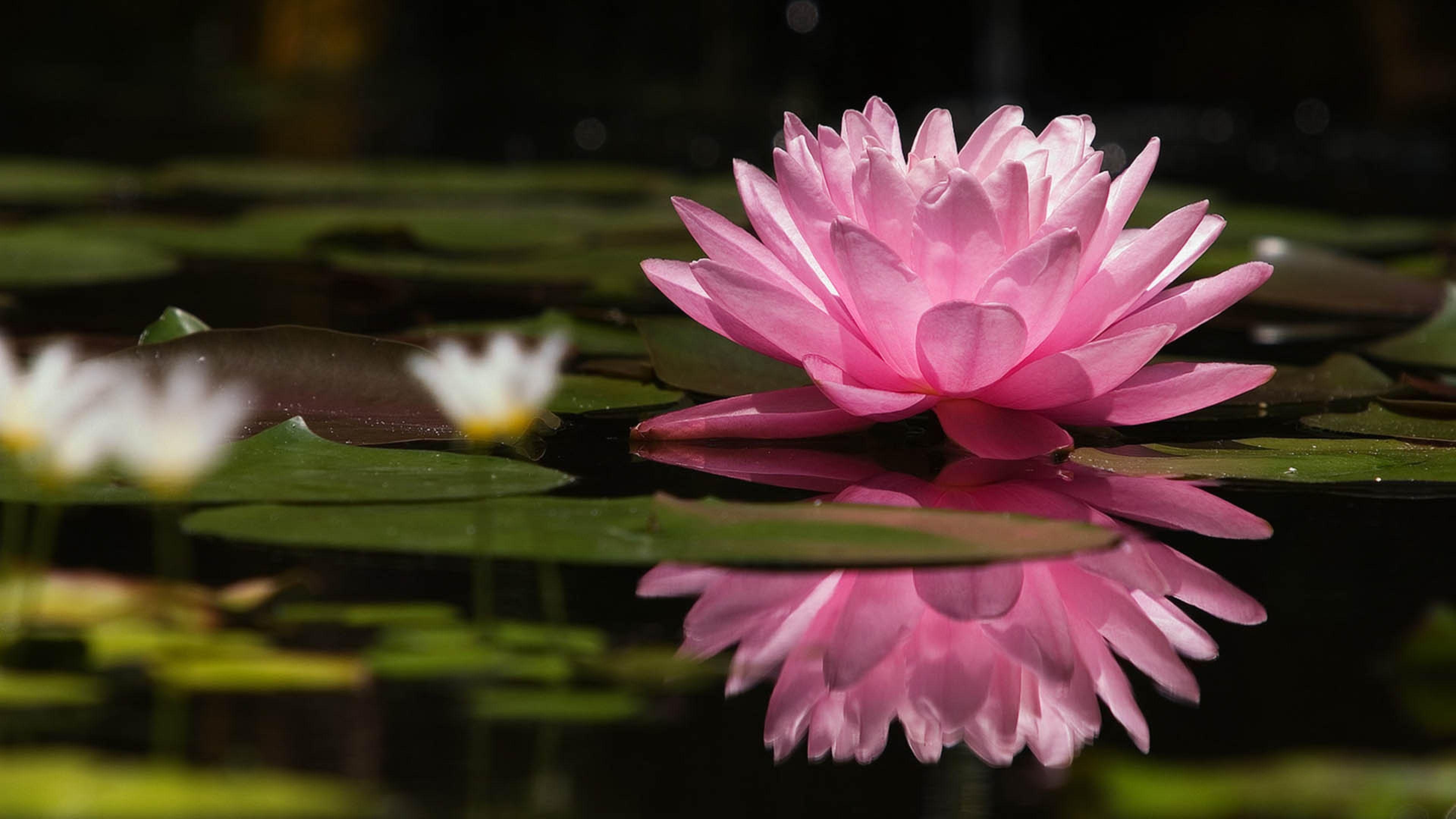 Zen Lotus Wallpapers Top Free Zen Lotus Backgrounds WallpaperAccess