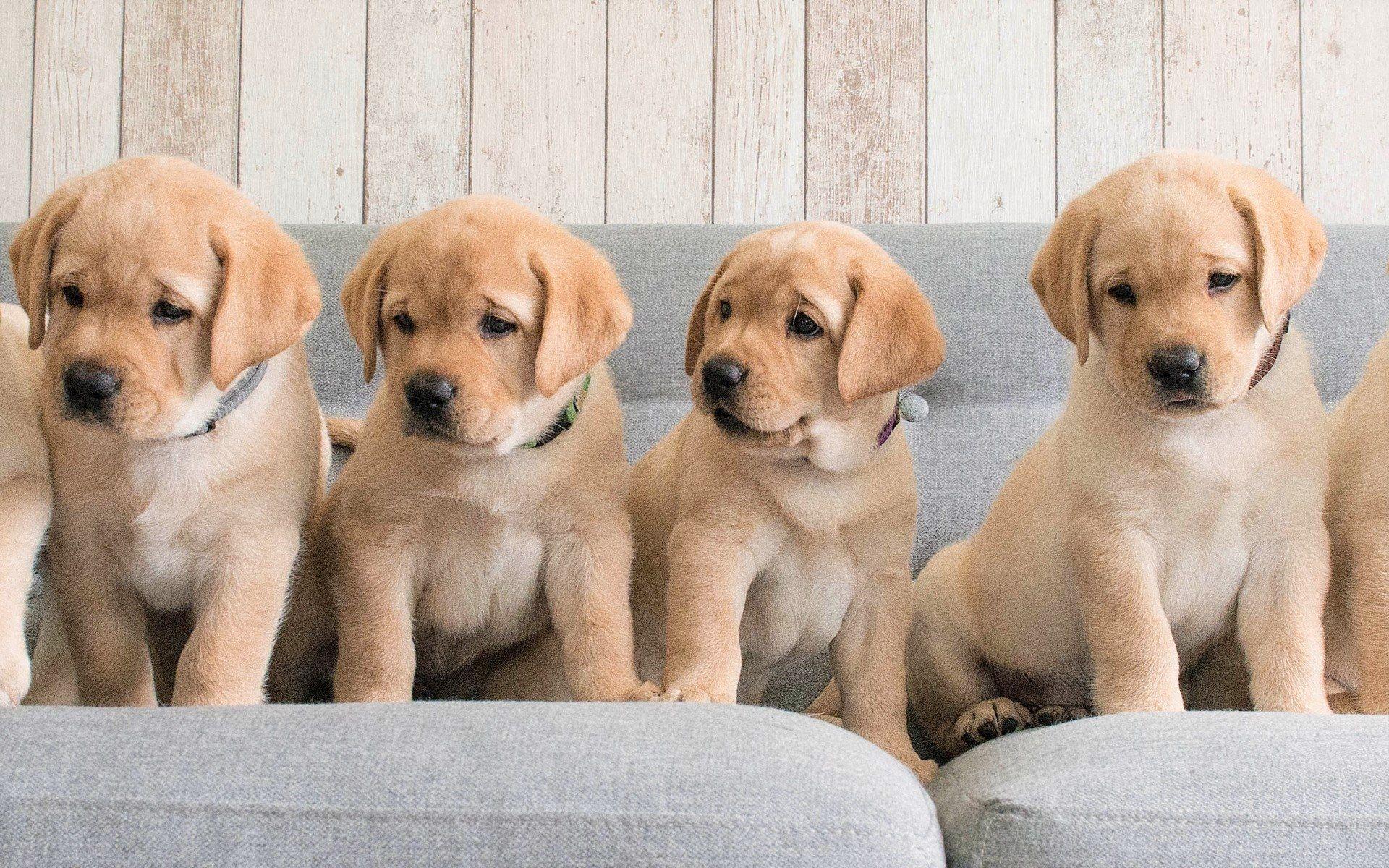 Baby Labrador Wallpapers Top Những Hình Ảnh Đẹp