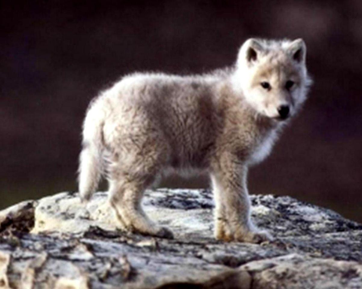 Baby Wolf Wallpapers Top Free Baby Wolf Backgrounds WallpaperAccess