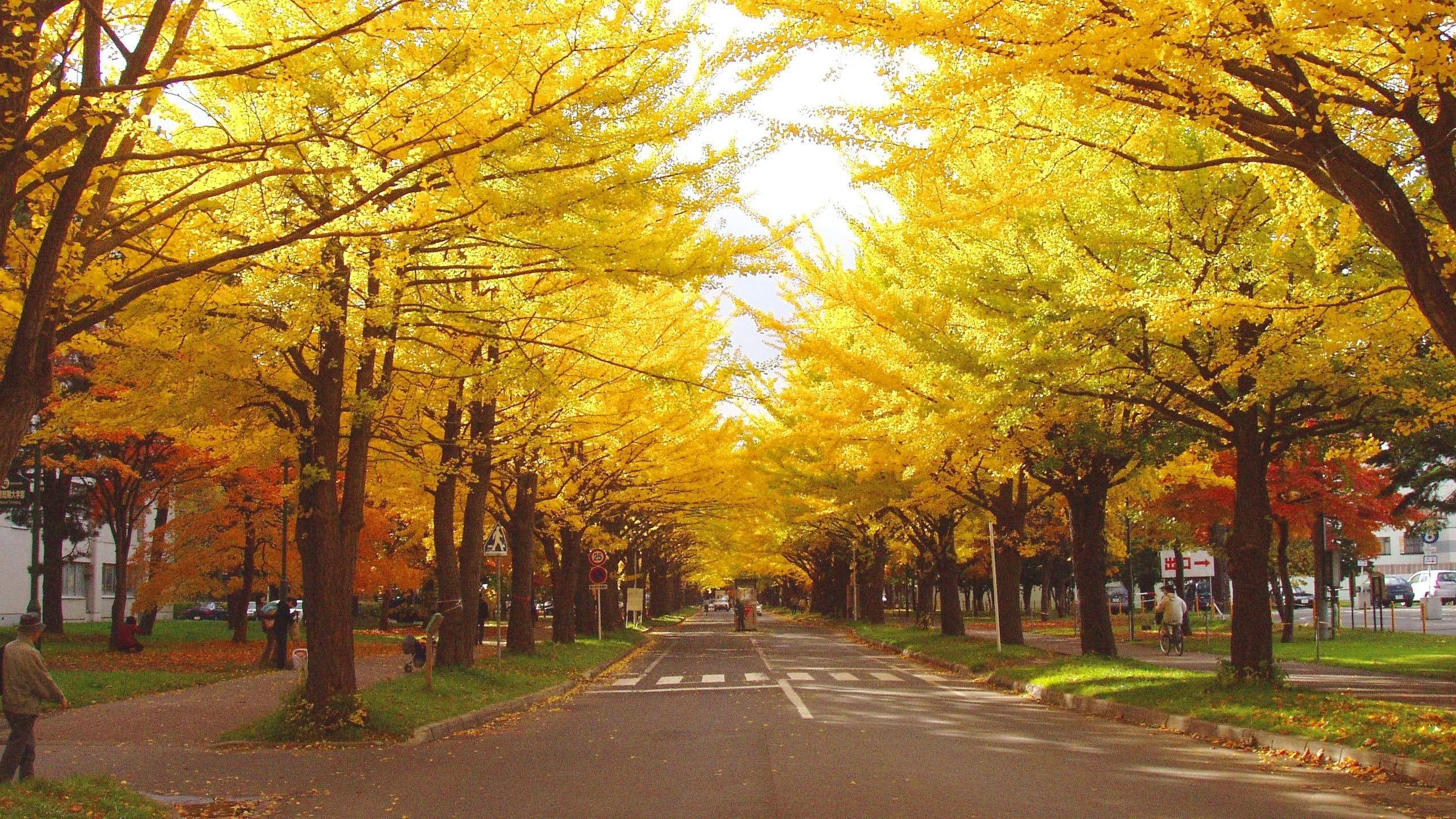 Sapporo Wallpapers Top Free Sapporo Backgrounds WallpaperAccess