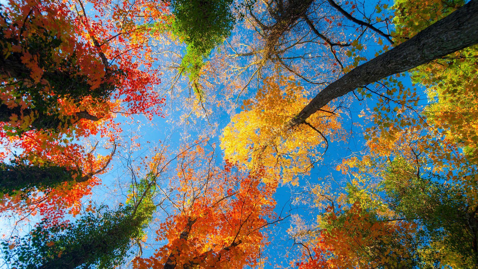 Autumn Sky Wallpapers Top Free Autumn Sky Backgrounds WallpaperAccess