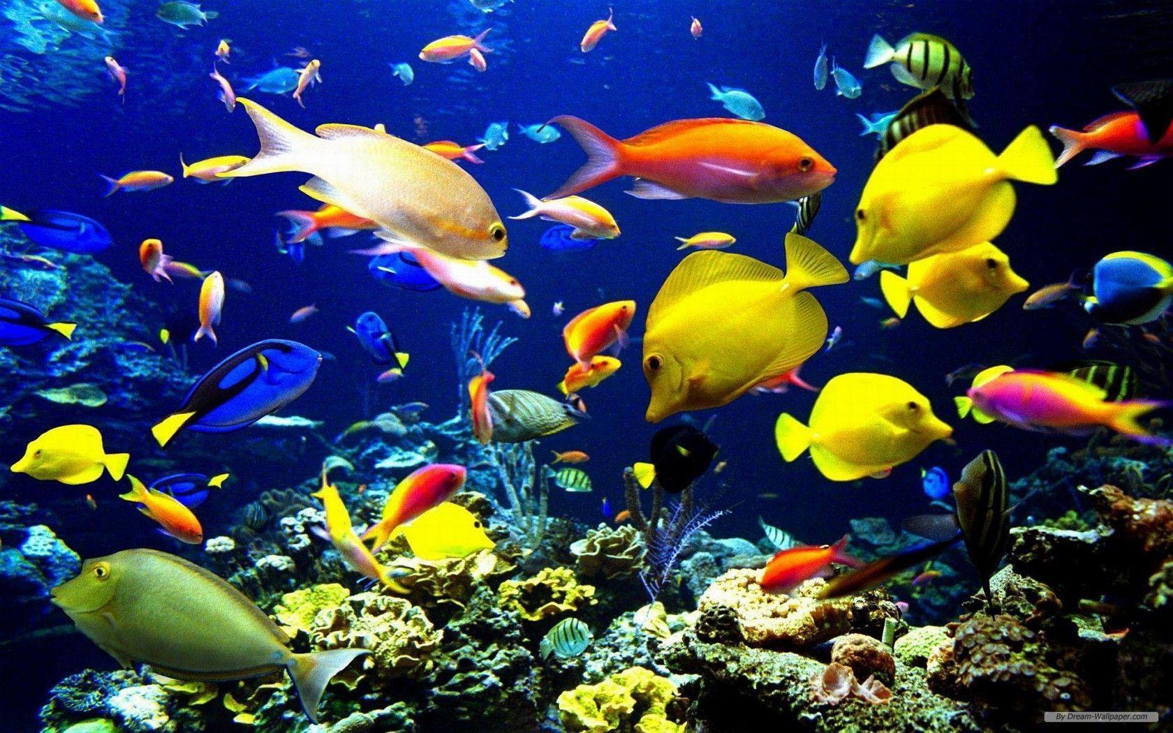 Marine Life Wallpapers Top Free Marine Life Backgrounds WallpaperAccess