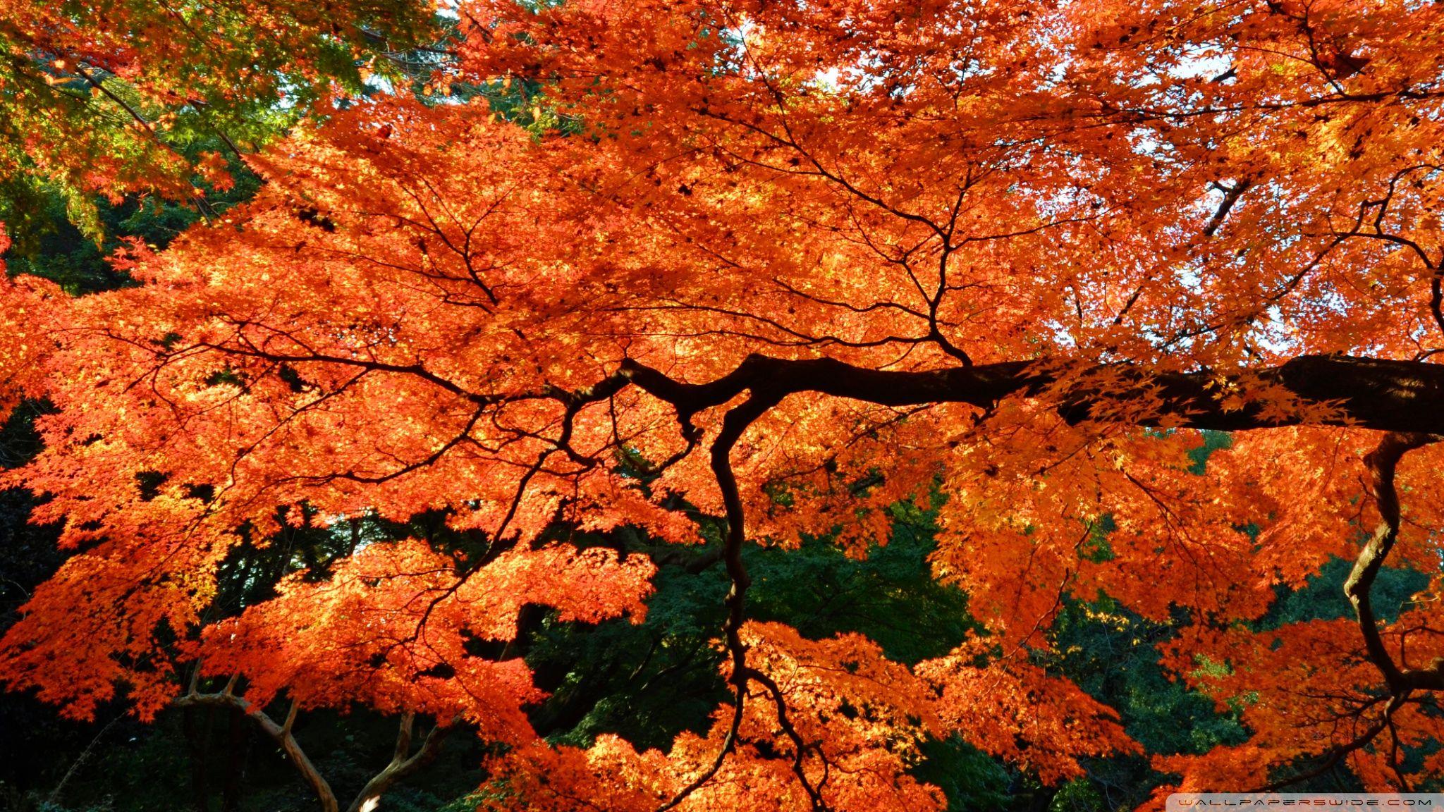 Japanese Tree Wallpapers Top Free Japanese Tree Backgrounds