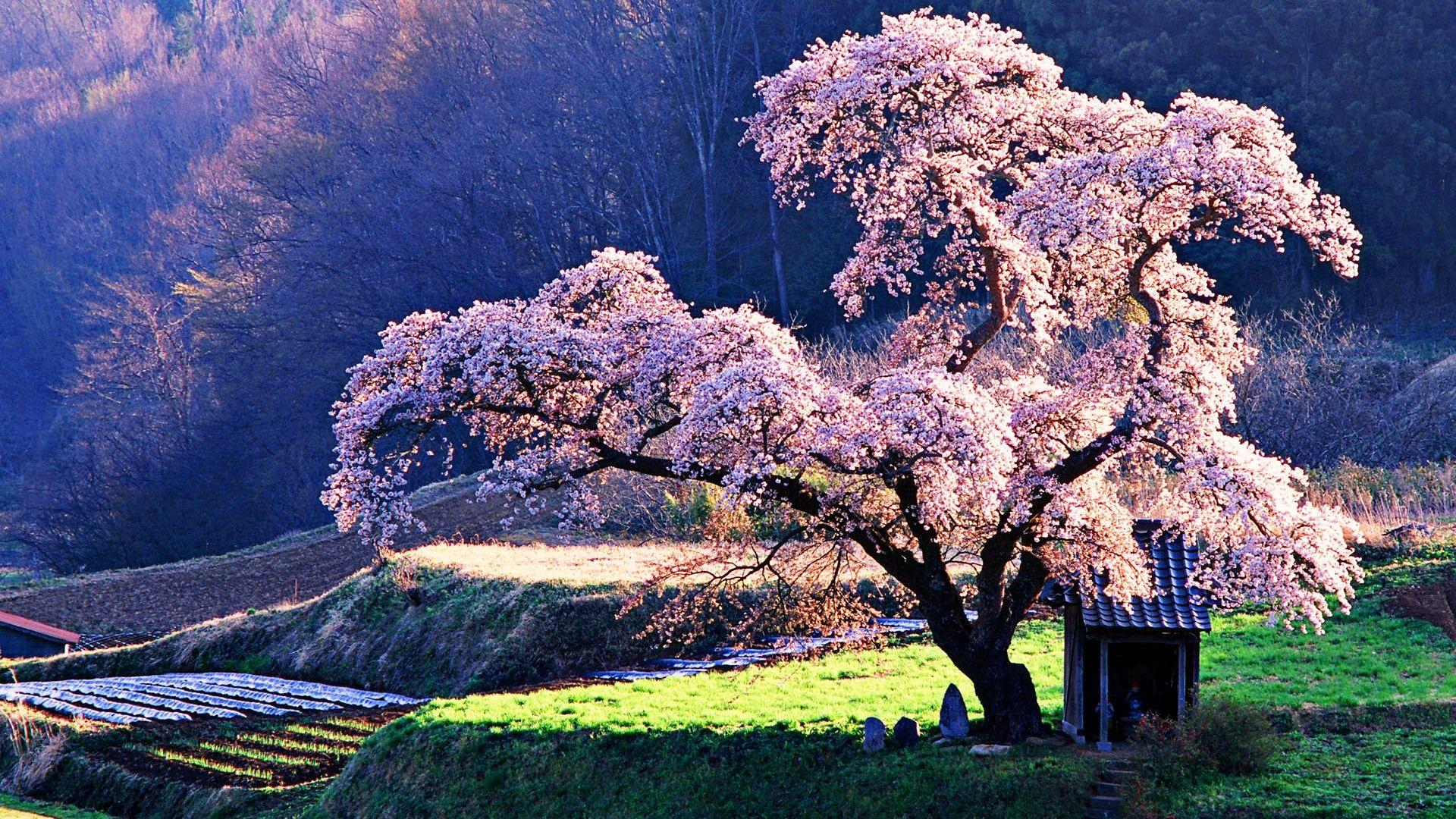 Japanese Tree Wallpapers Top Free Japanese Tree Backgrounds