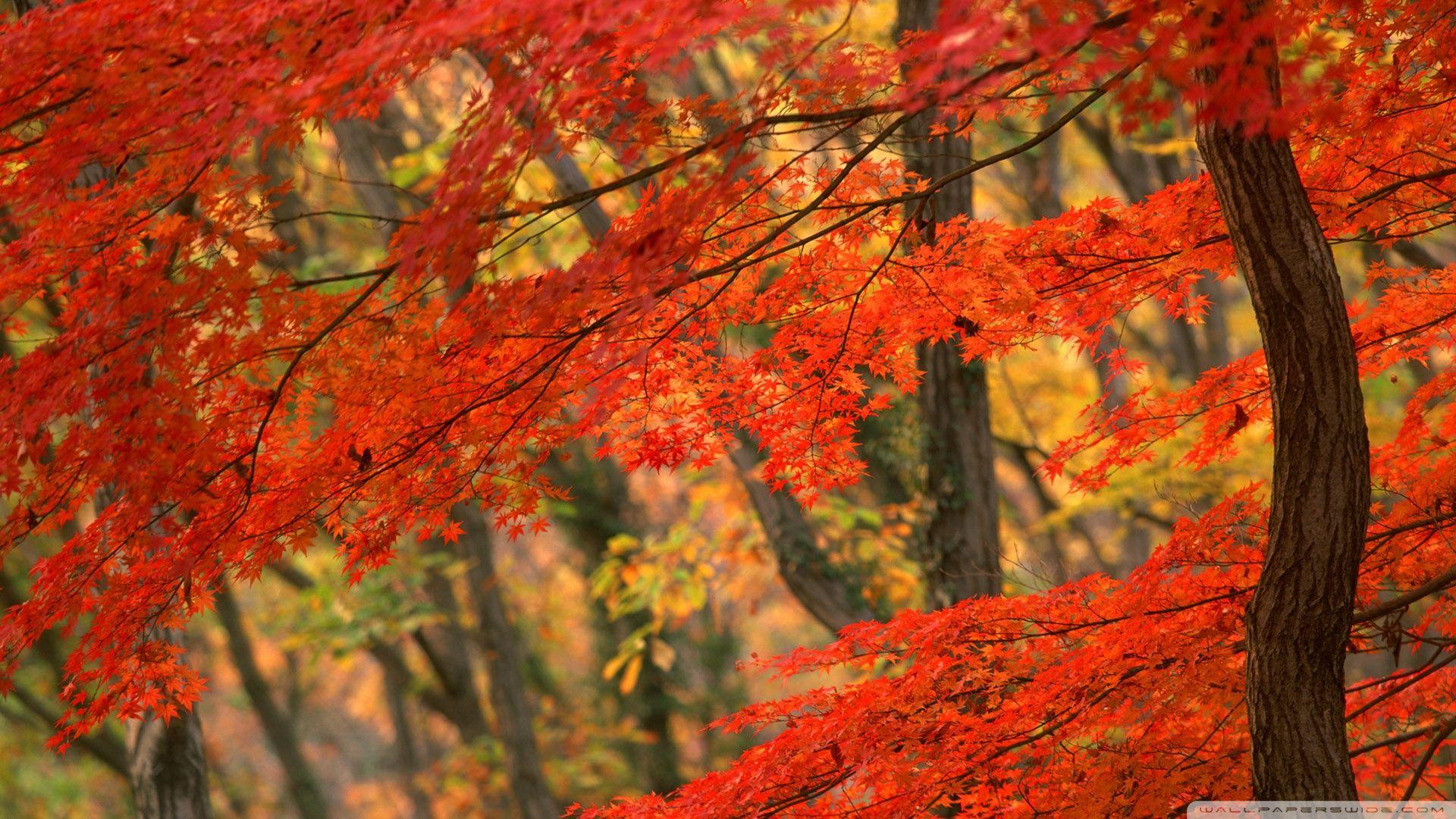 Japanese Tree Wallpapers Top Free Japanese Tree Backgrounds