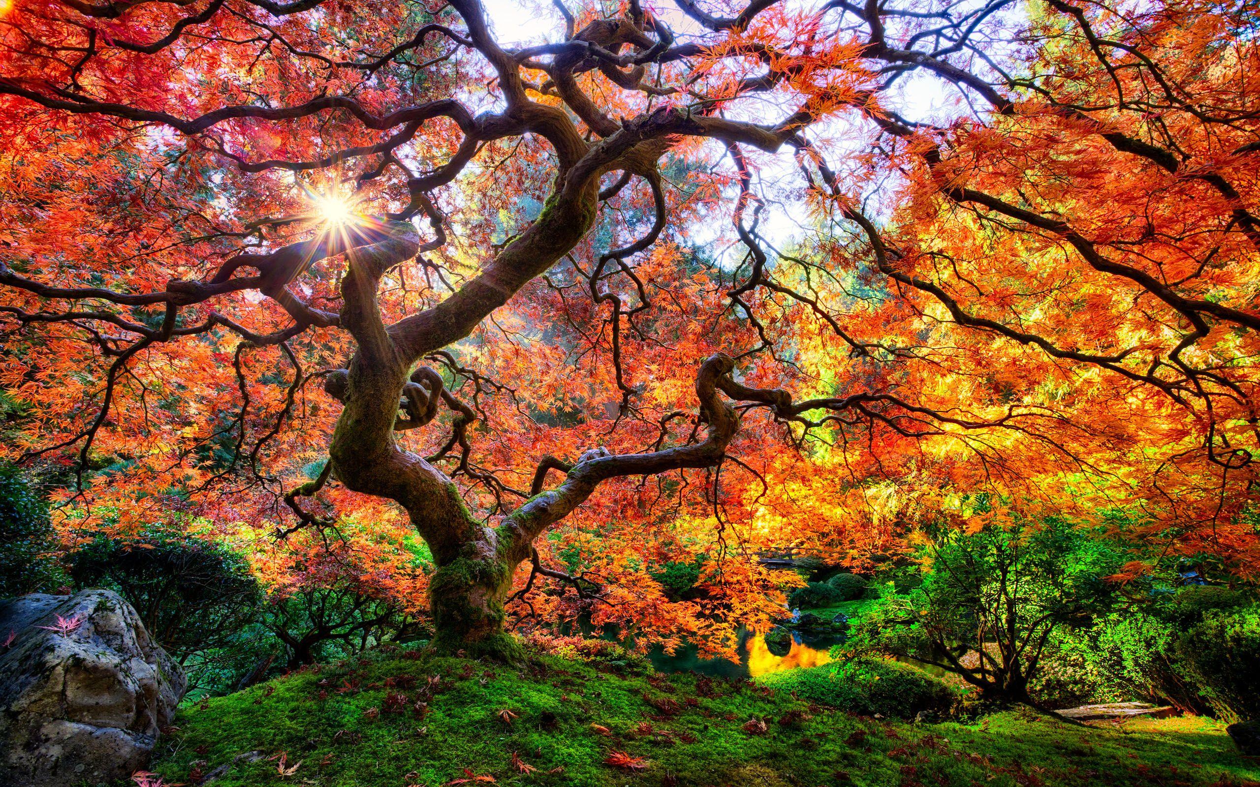 Japanese Tree Wallpapers Top Free Japanese Tree Backgrounds