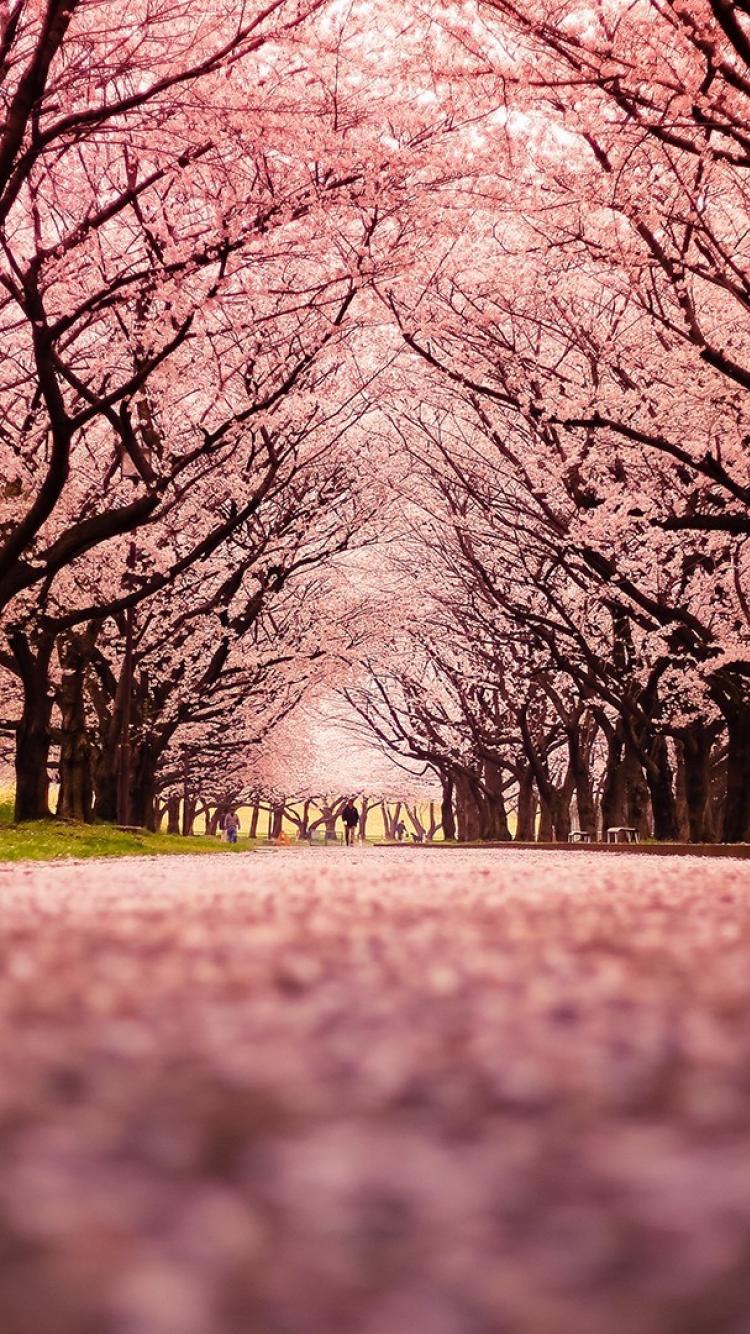 Japanese Tree Wallpapers Top Free Japanese Tree Backgrounds