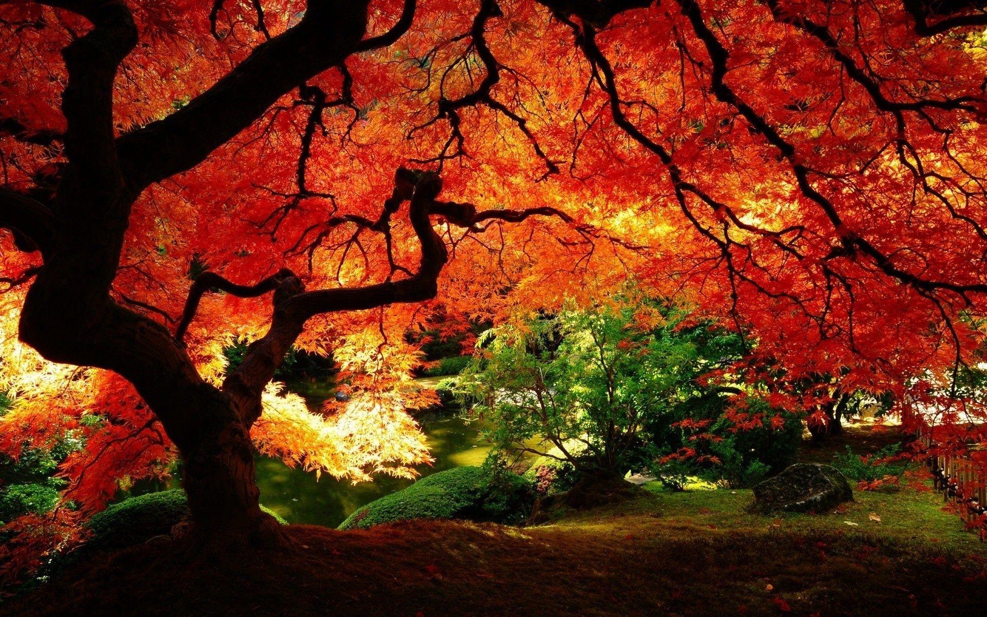 Japanese Tree Wallpapers Top Free Japanese Tree Backgrounds