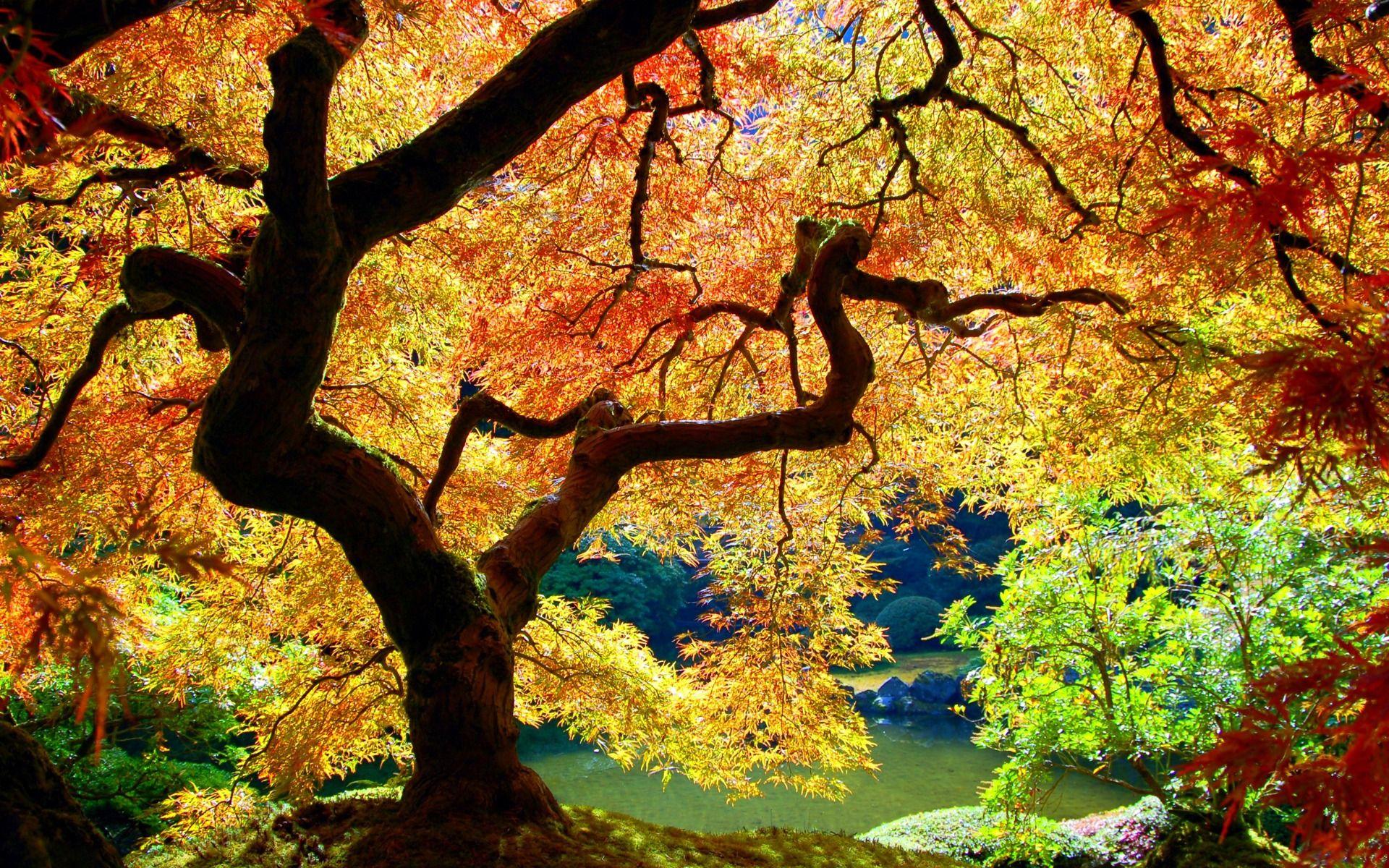 Japanese Tree Wallpapers Top Free Japanese Tree Backgrounds