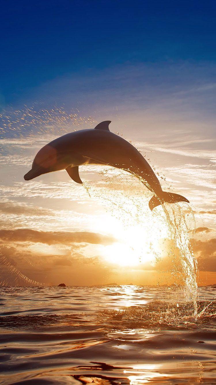 Cute Dolphin Wallpapers