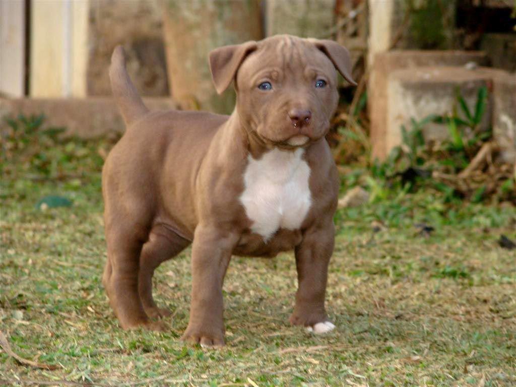 Baby Pitbull Wallpapers Top Free Baby Pitbull Backgrounds
