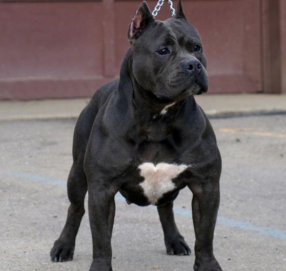 Black Pitbull Wallpapers Top Free Black Pitbull Backgrounds