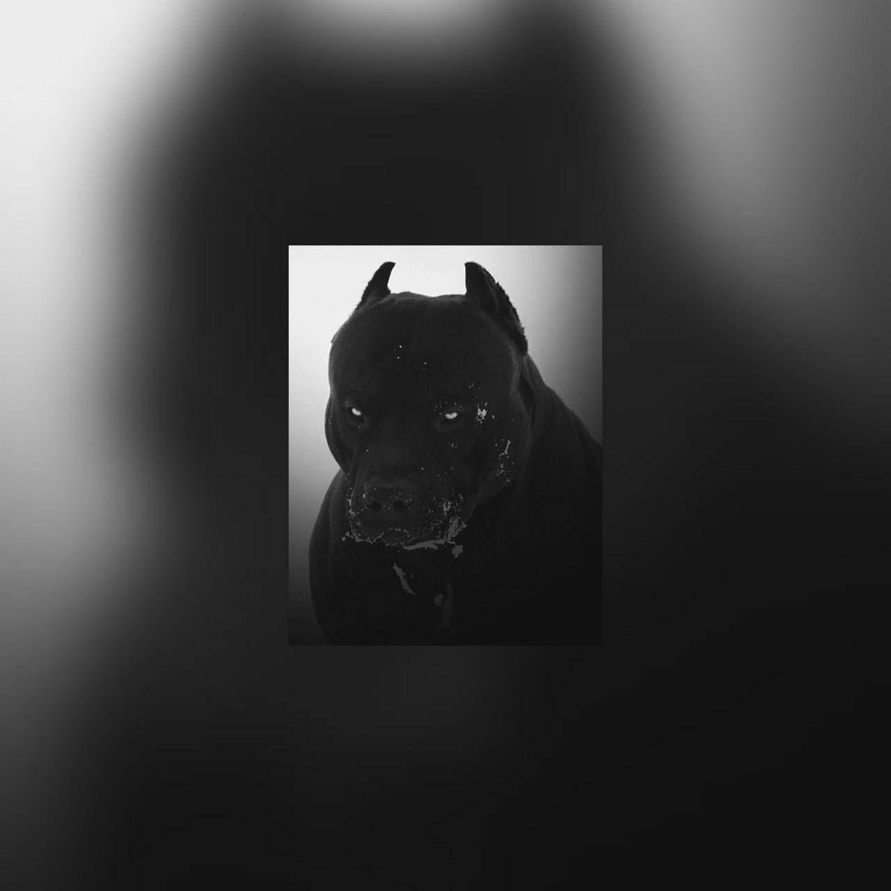 Black Pitbull Wallpapers Top Free Black Pitbull Backgrounds WallpaperAccess