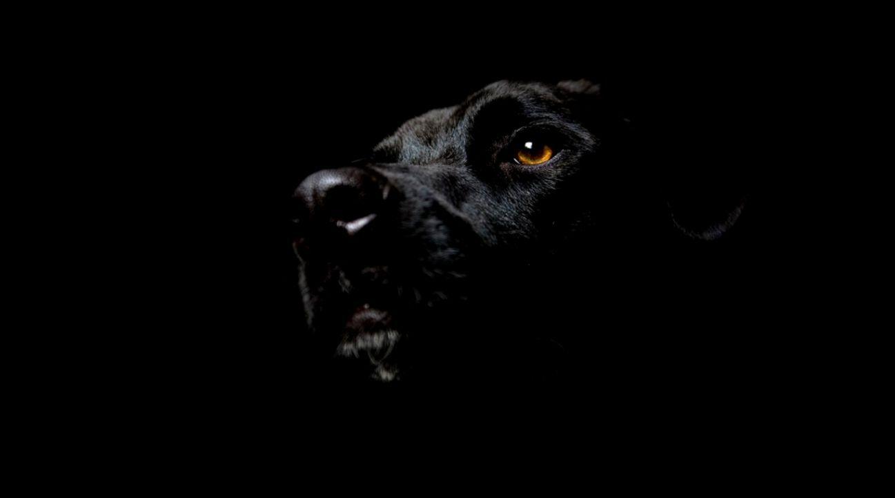 Black Pitbull Wallpapers Top Free Black Pitbull Backgrounds WallpaperAccess