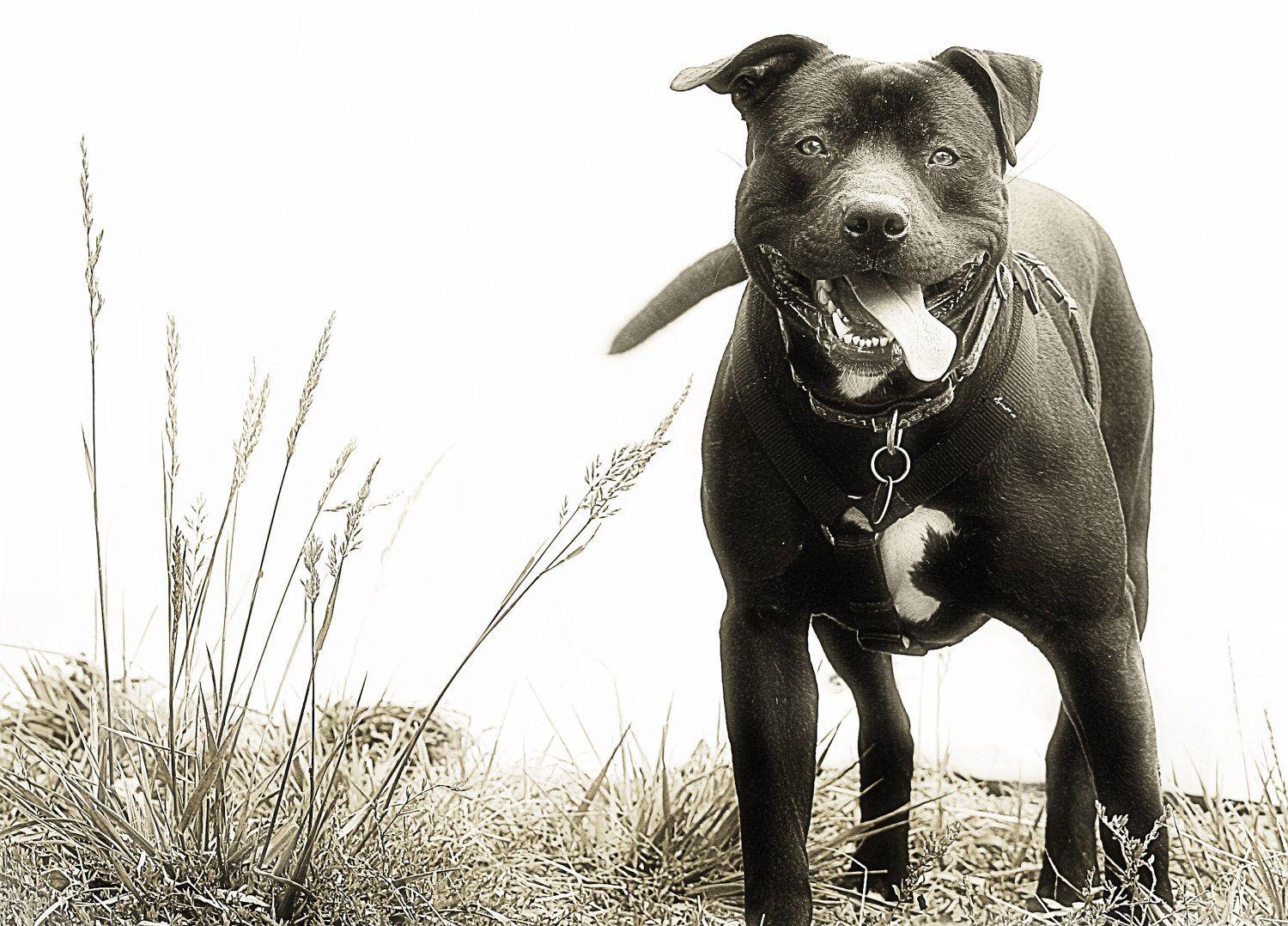Black Pitbull Wallpapers Top Free Black Pitbull Backgrounds WallpaperAccess