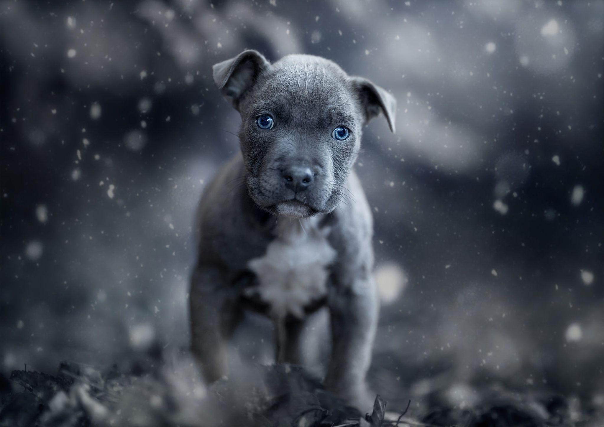 Baby Pitbull Wallpapers Top Free Baby Pitbull Backgrounds