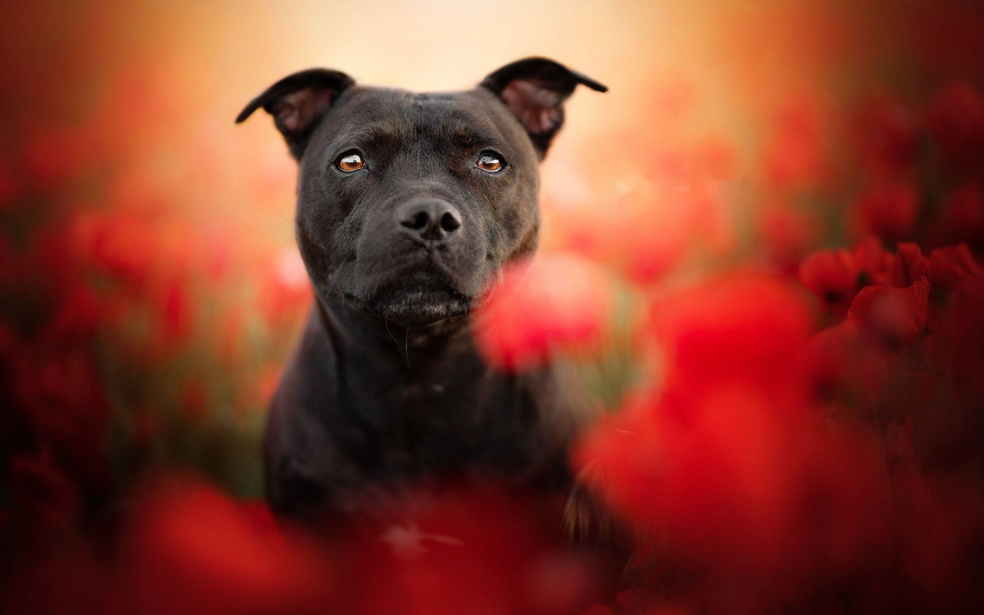 Black Pitbull Wallpapers Top Free Black Pitbull Backgrounds