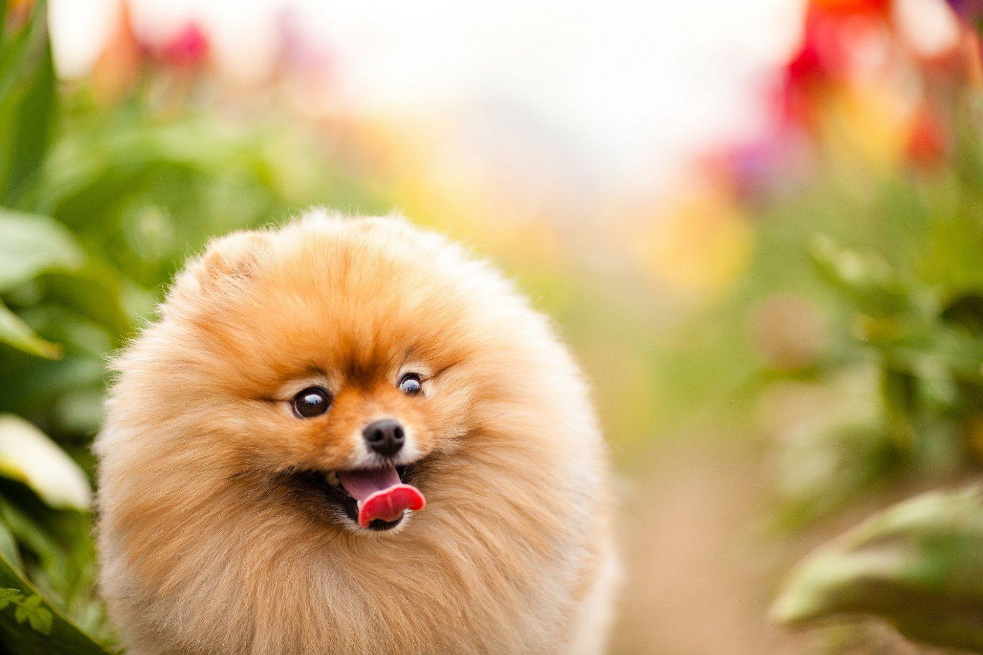 Pomeranian Wallpapers Top Free Pomeranian Backgrounds WallpaperAccess